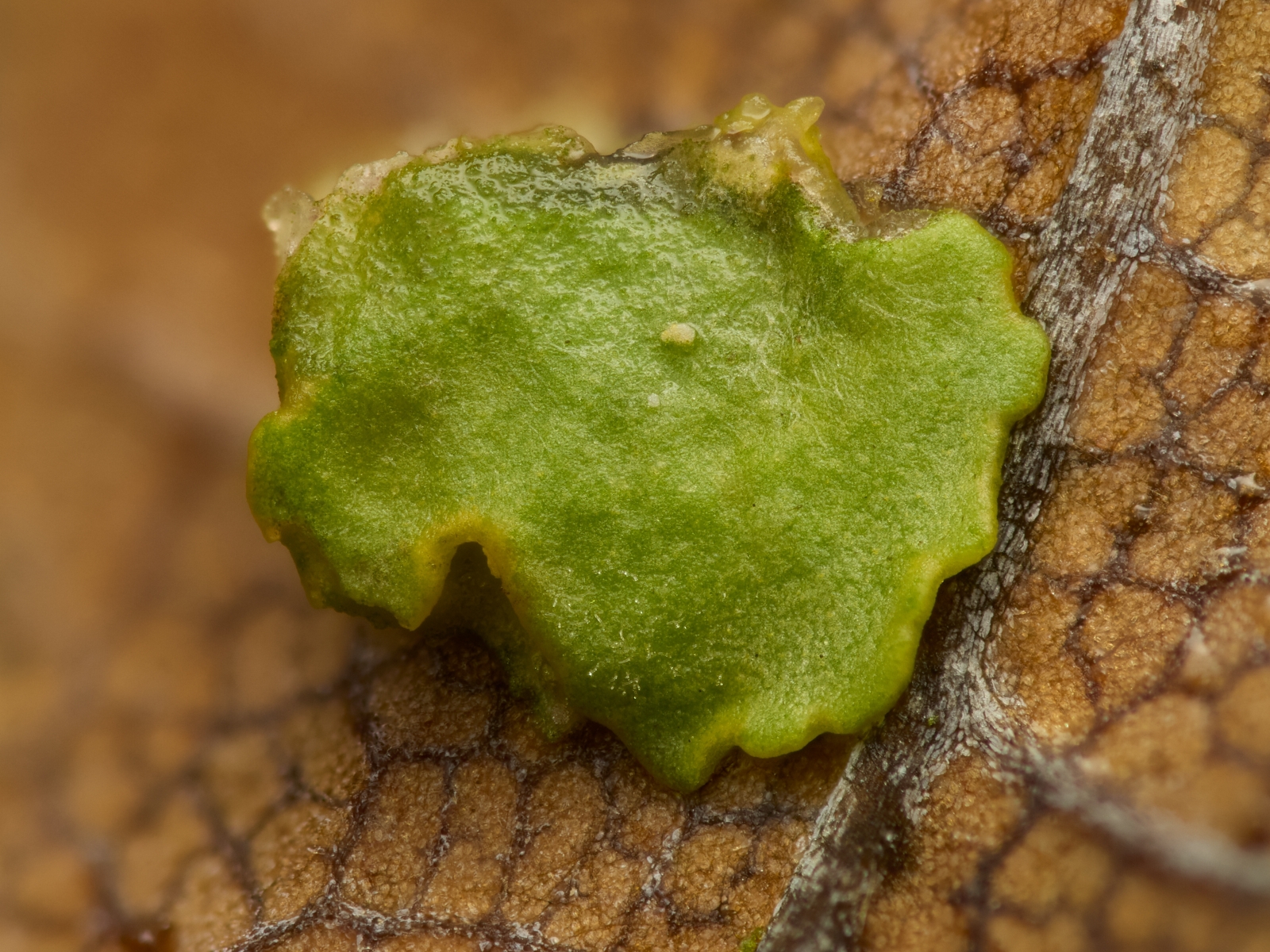 Nazwa:  Parmeliaceae'.jpeg
Wyświetleń: 52
Rozmiar:  1,41 MB