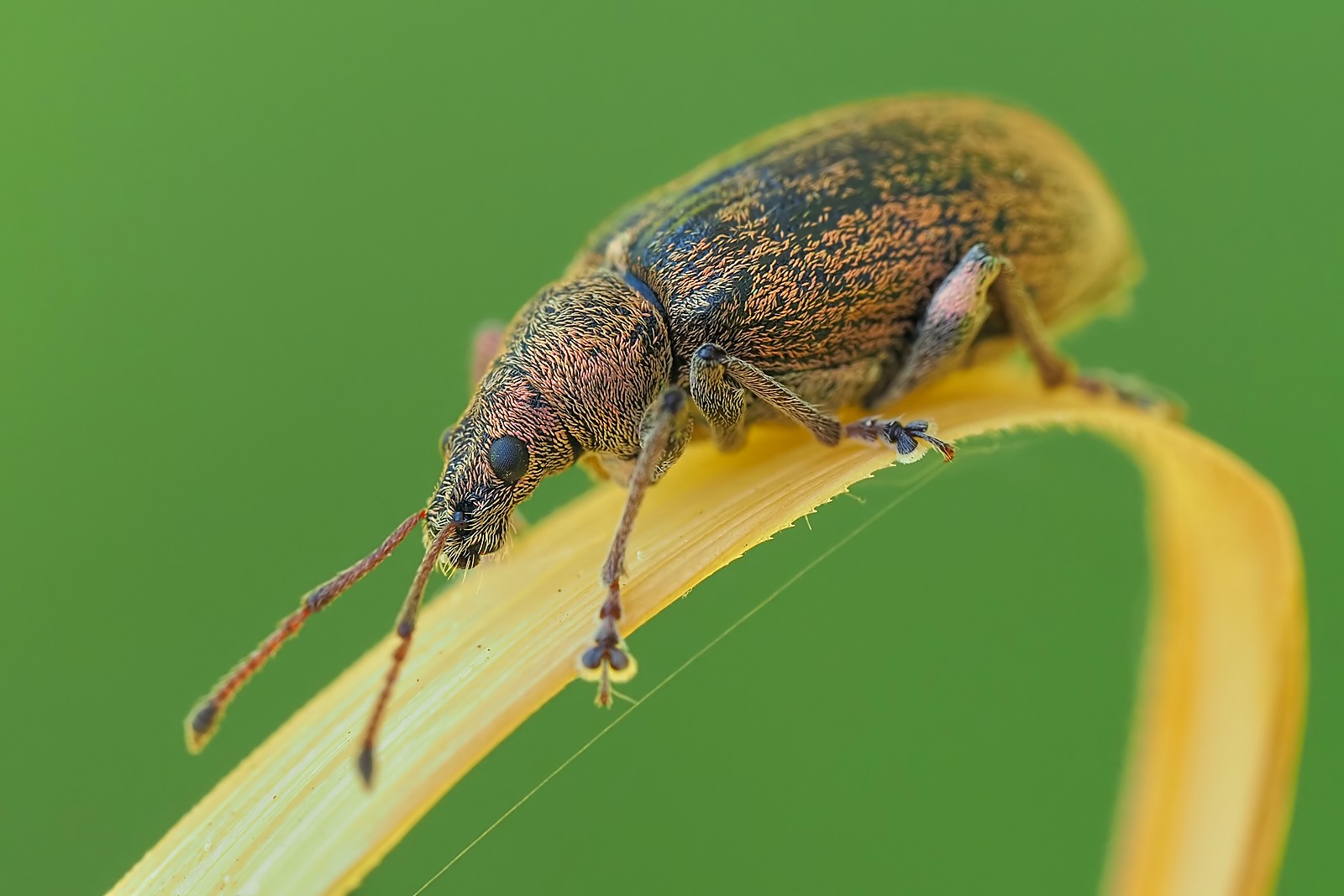 Nazwa:  naliściak pokrzywowiec166288mf.jpg
Wyświetleń: 20
Rozmiar:  185,2 KB