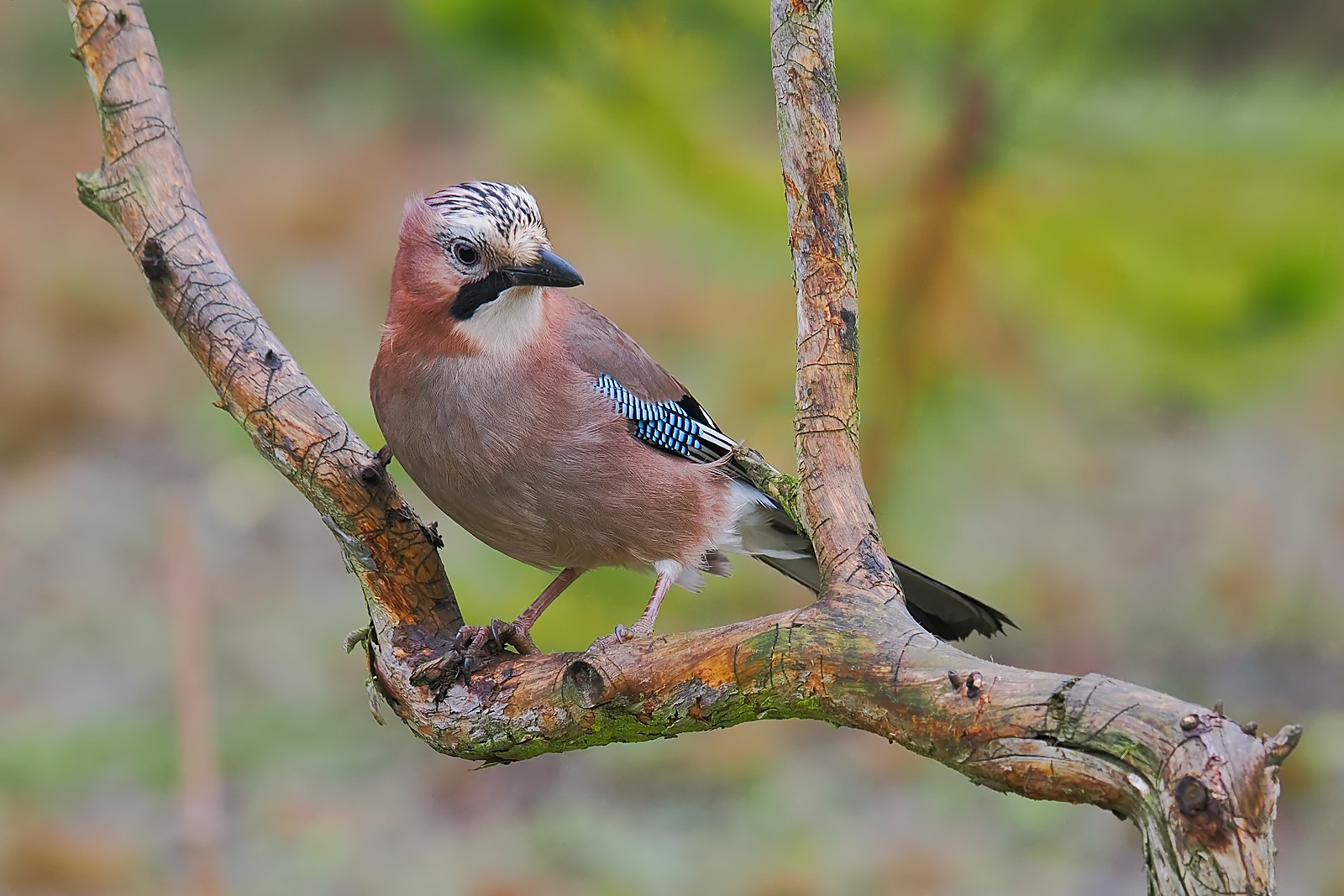 Nazwa:  sójka356601jf.jpg
Wyświetleń: 16
Rozmiar:  297,7 KB