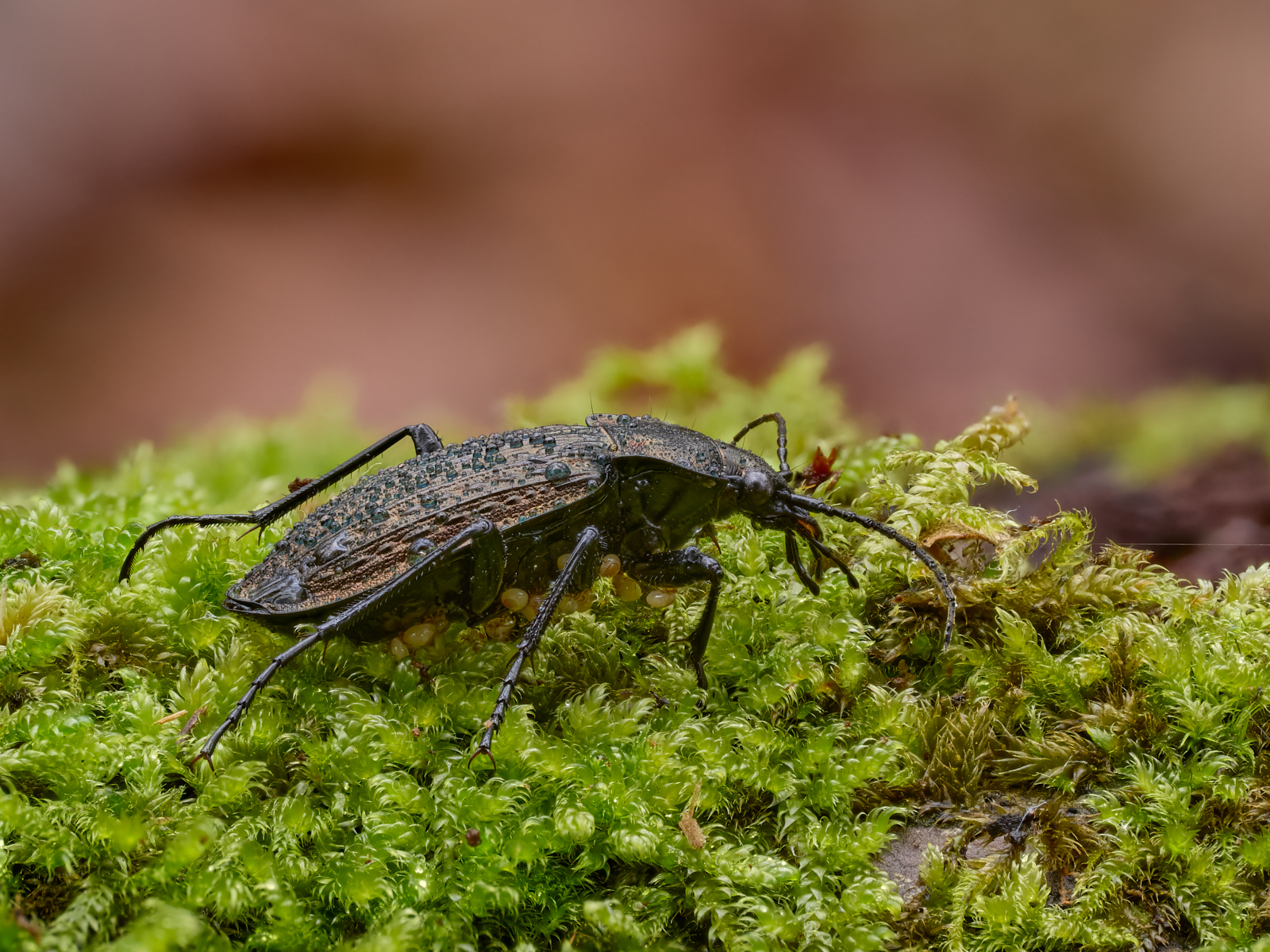 Nazwa:  Carabus granulatus 1.jpg
Wyświetleń: 55
Rozmiar:  1,97 MB