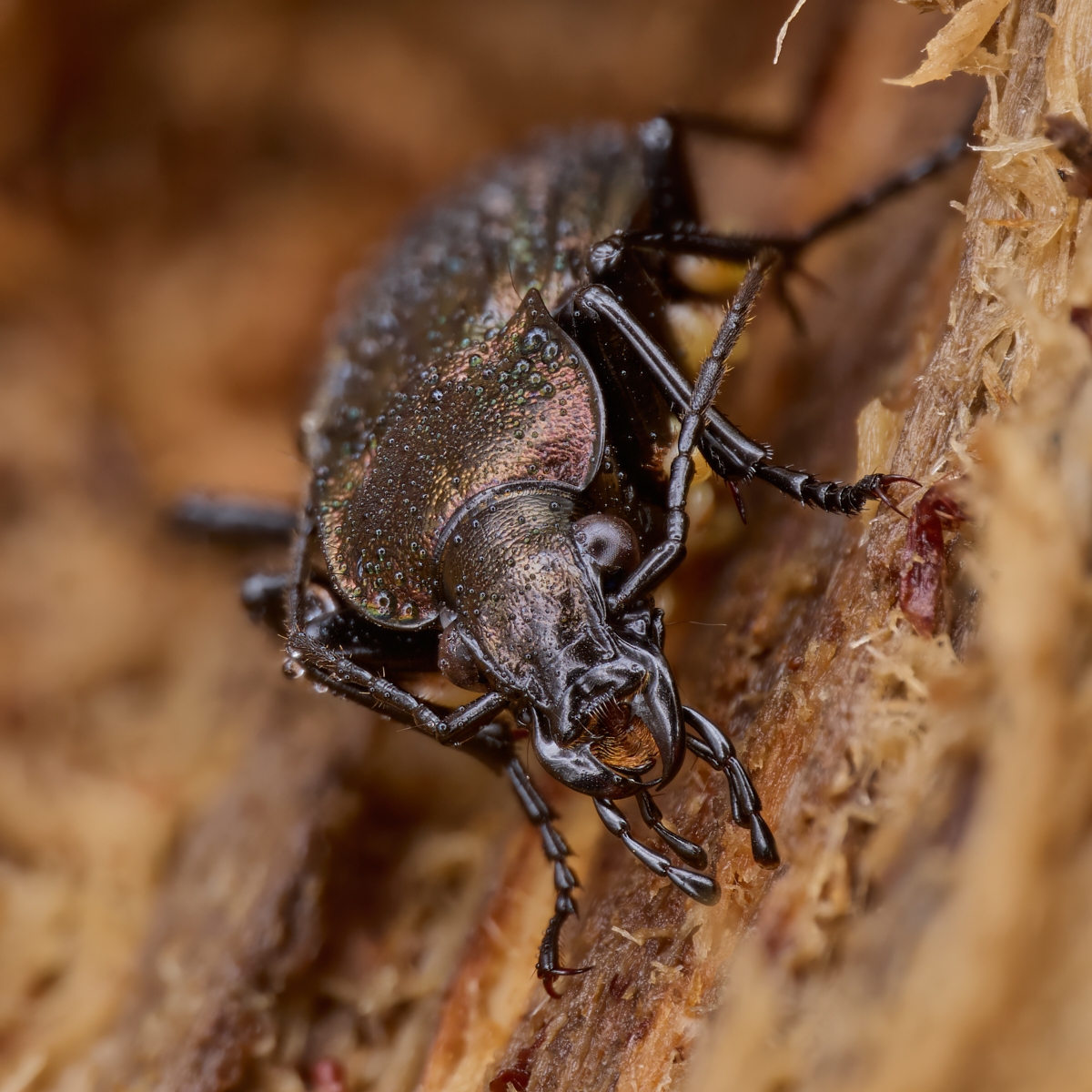 Nazwa:  Carabus granulatus. 1'.jpeg
Wyświetleń: 55
Rozmiar:  884,5 KB