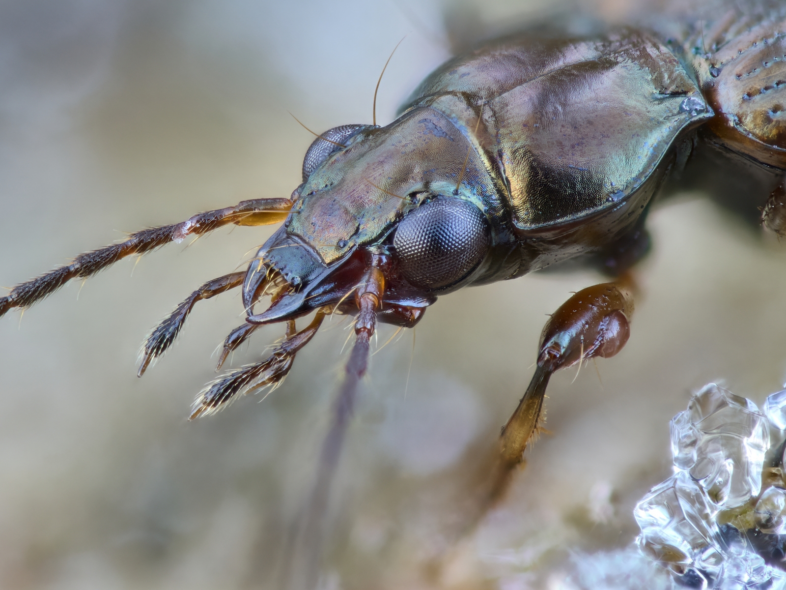 Nazwa:  Bembidion dentellum 1'.jpeg
Wyświetleń: 58
Rozmiar:  1,19 MB