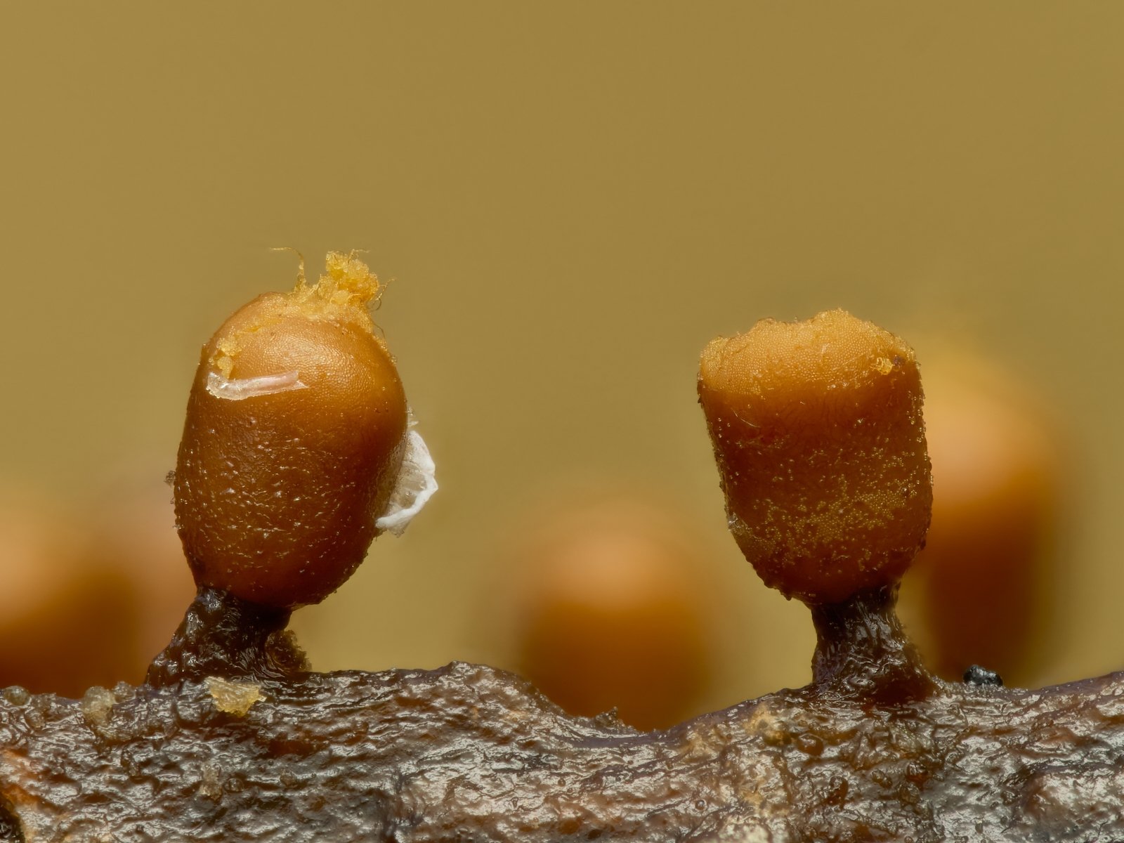 Nazwa:  Trichia varia'.jpeg
Wyświetleń: 46
Rozmiar:  1,01 MB