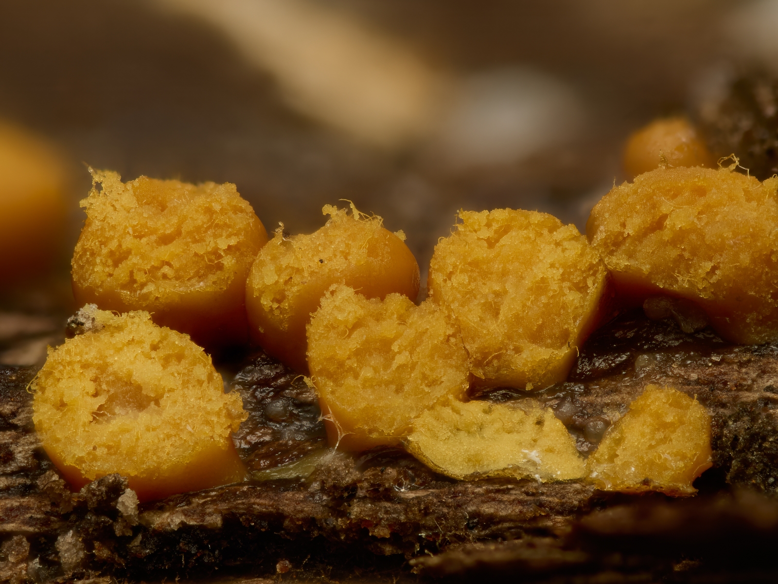 Nazwa:  Trichia sp.'.jpeg
Wyświetleń: 46
Rozmiar:  1,24 MB