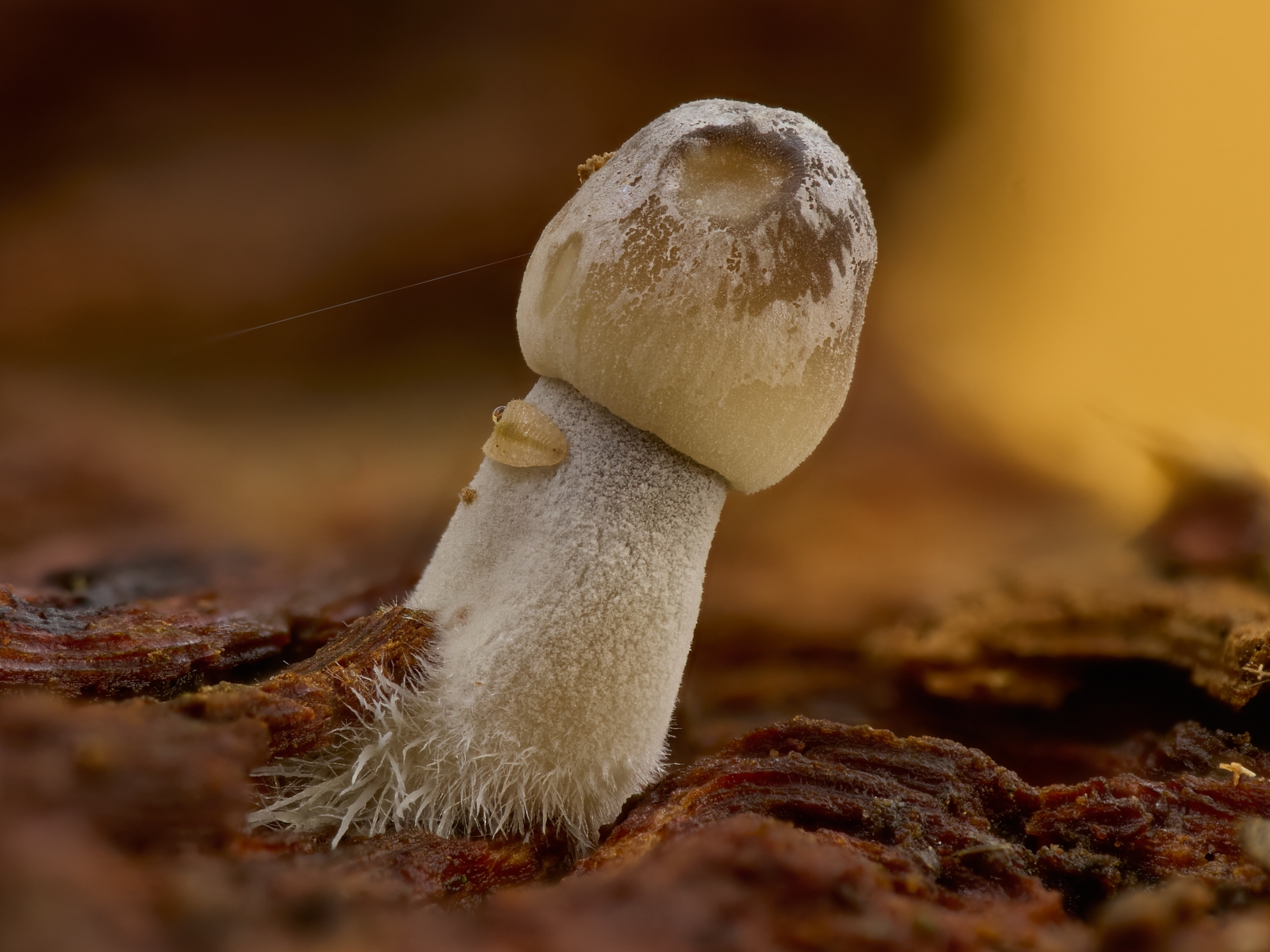 Nazwa:  Mycena sp.'.jpeg
Wyświetleń: 47
Rozmiar:  1,03 MB