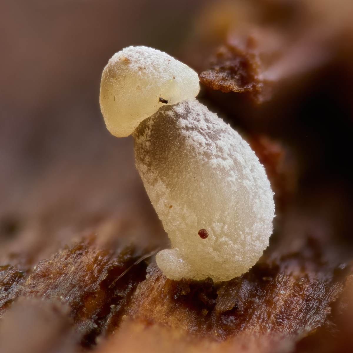 Nazwa:  Mycena sp. 1'.jpeg
Wyświetleń: 46
Rozmiar:  820,6 KB