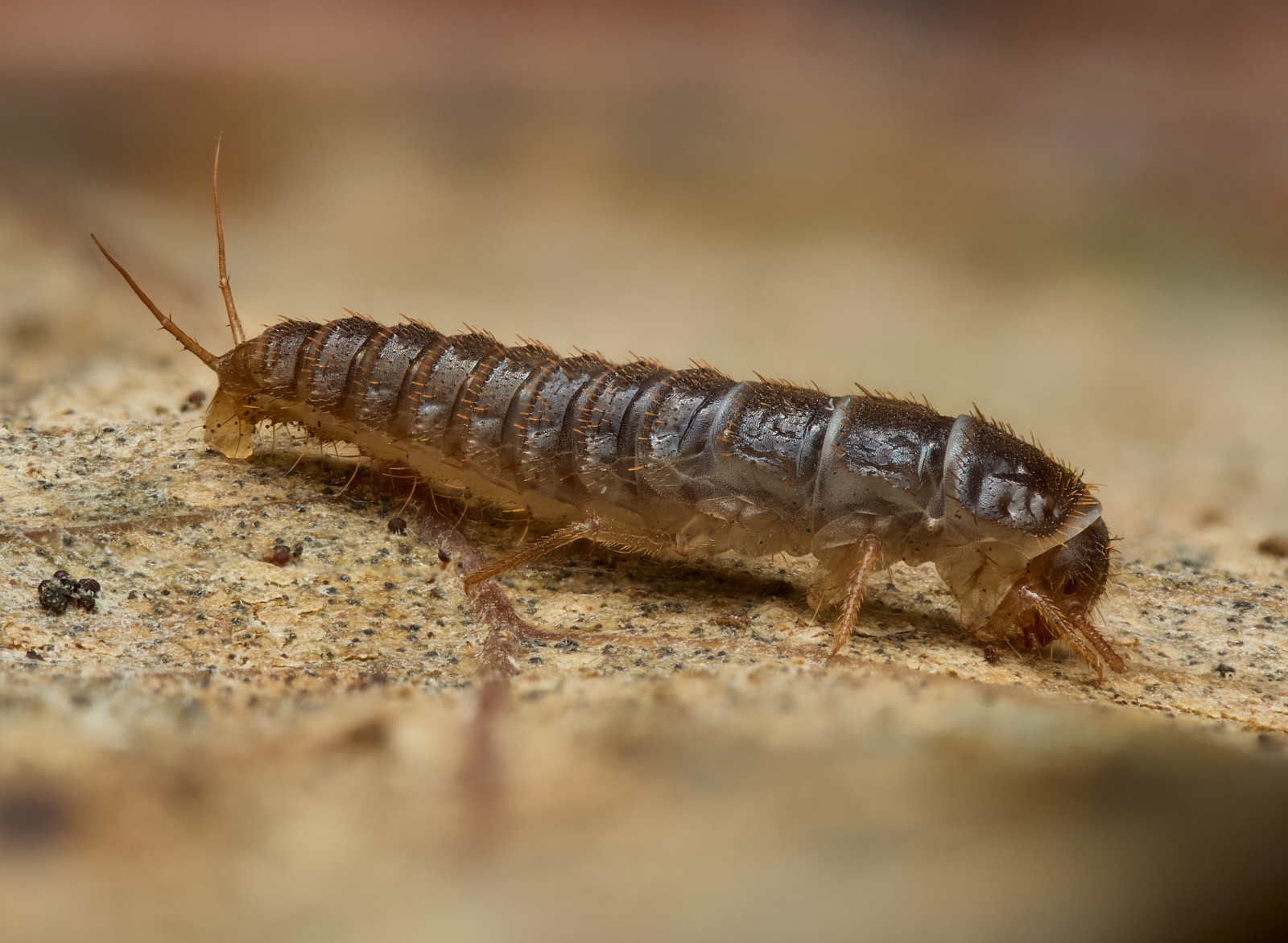 Nazwa:  Polyphaga'.jpeg
Wyświetleń: 37
Rozmiar:  1,12 MB