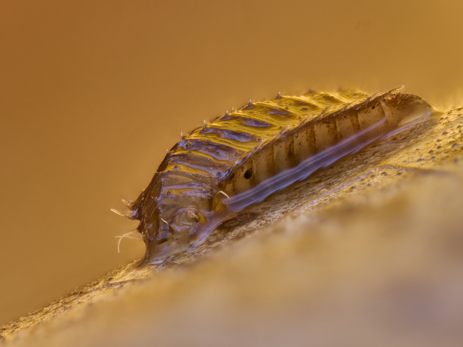 Nazwa:  nieznana'.jpeg
Wyświetleń: 37
Rozmiar:  875,4 KB