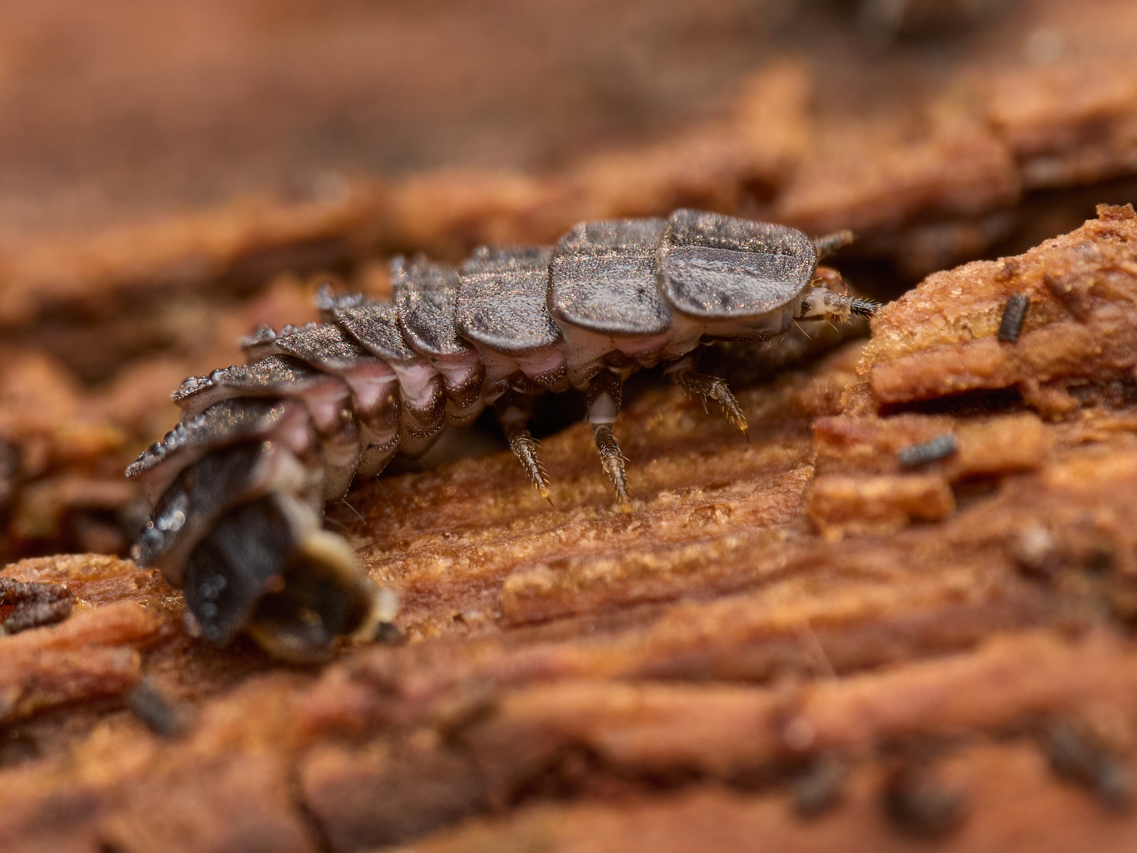 Nazwa:  Phosphaenus sp. 1'.jpeg
Wyświetleń: 37
Rozmiar:  1,12 MB