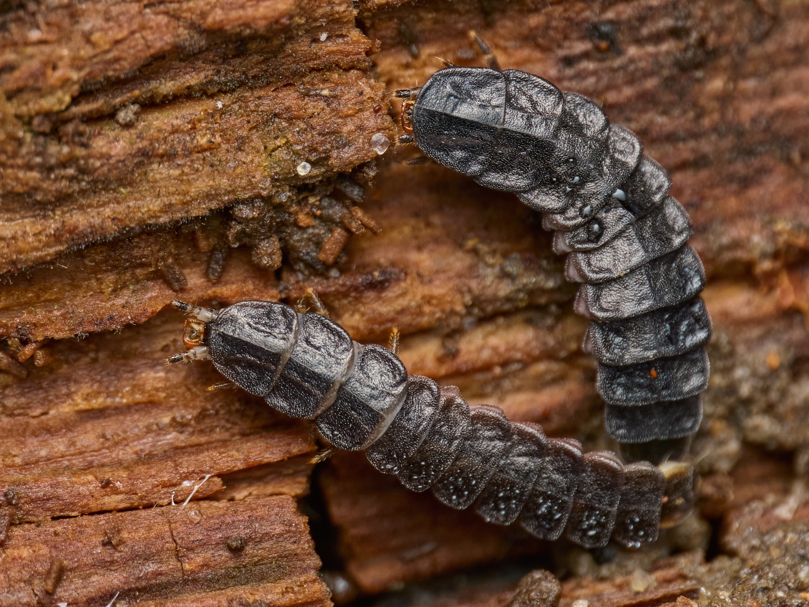 Nazwa:  Phosphaenus sp.'.jpeg
Wyświetleń: 37
Rozmiar:  1,63 MB