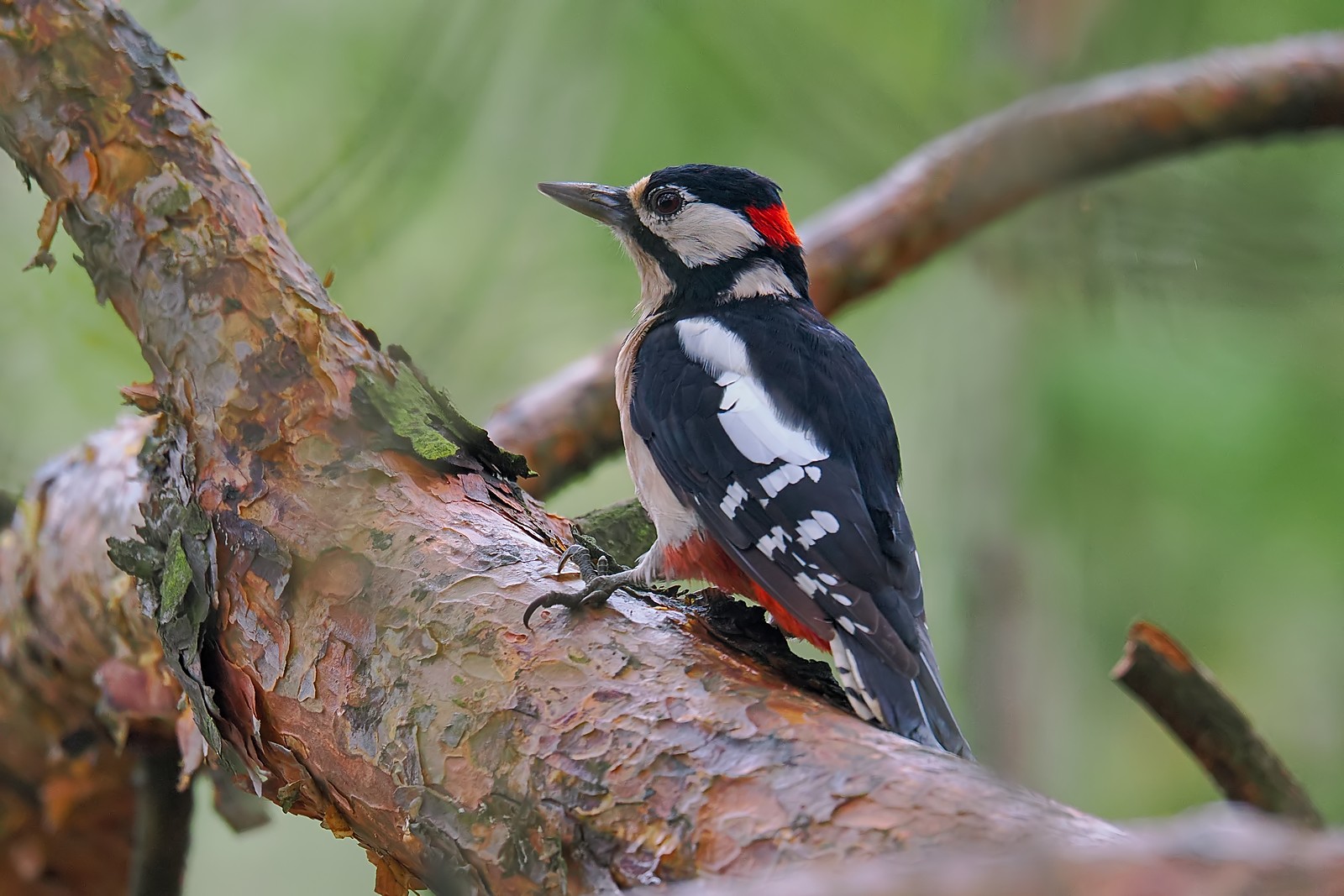Nazwa:  dzięcioł duży333995jf.jpg
Wyświetleń: 7
Rozmiar:  292,6 KB