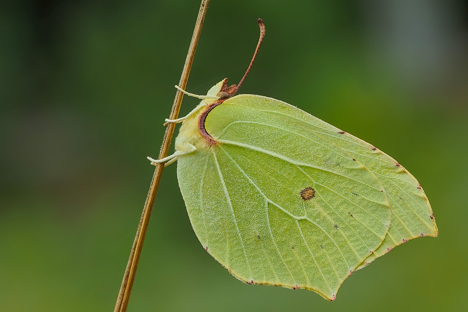 Nazwa:  cytrynek273255mf.jpg
Wyświetleń: 10
Rozmiar:  278,3 KB
