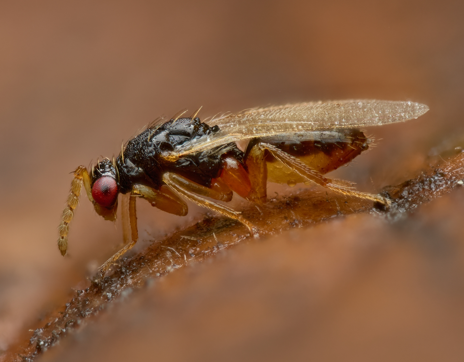 Nazwa:  Euplectrus sp.'.jpeg
Wyświetleń: 27
Rozmiar:  1,02 MB