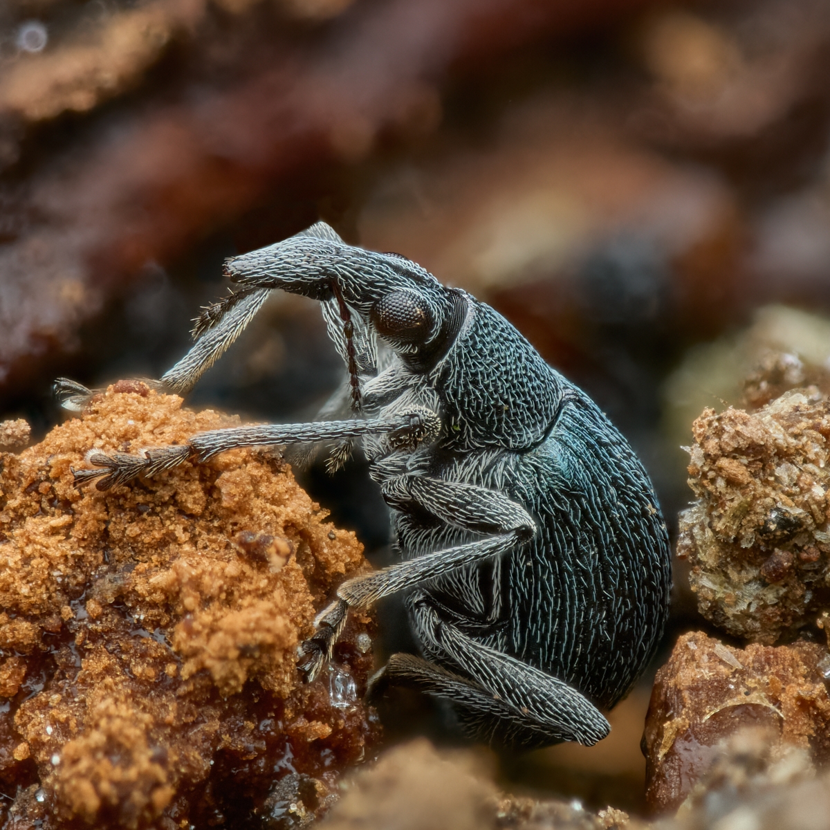 Nazwa:  Oxystoma pomonae'.jpeg
Wyświetleń: 27
Rozmiar:  1,08 MB