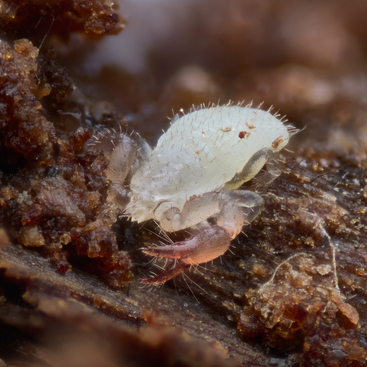 Nazwa:  Cheliforeidea'.jpeg
Wyświetleń: 27
Rozmiar:  928,9 KB