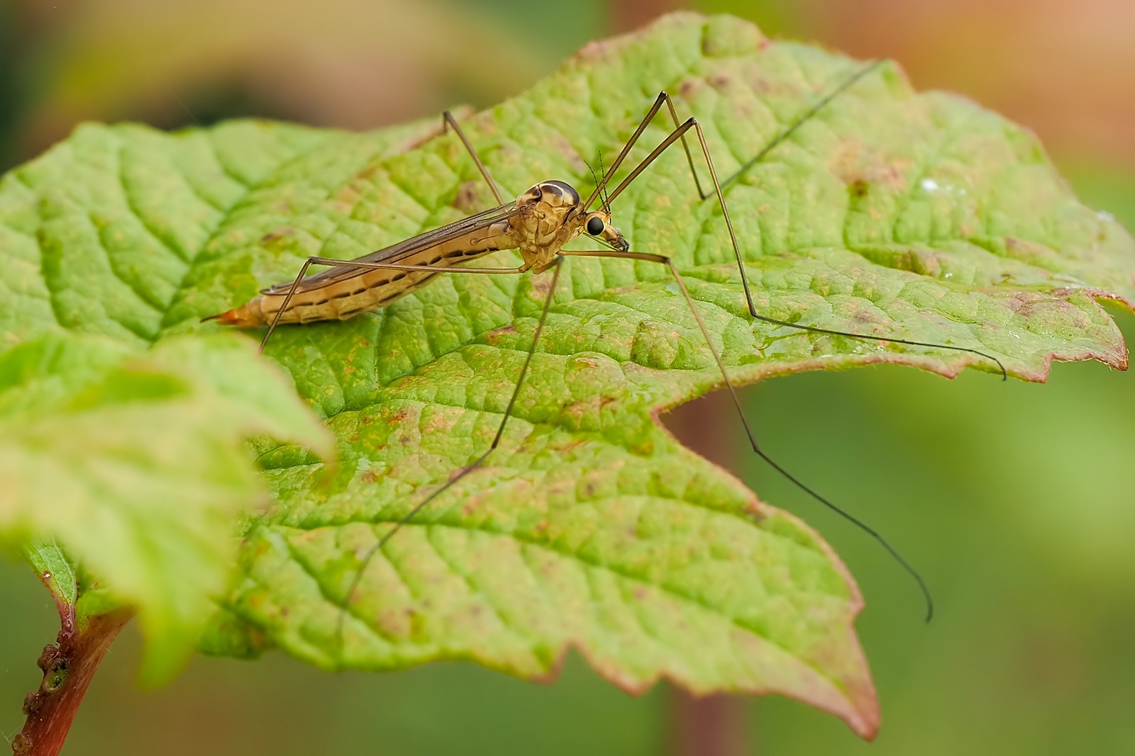 Nazwa:  nerkosz273440mf.jpg
Wyświetleń: 6
Rozmiar:  238,7 KB