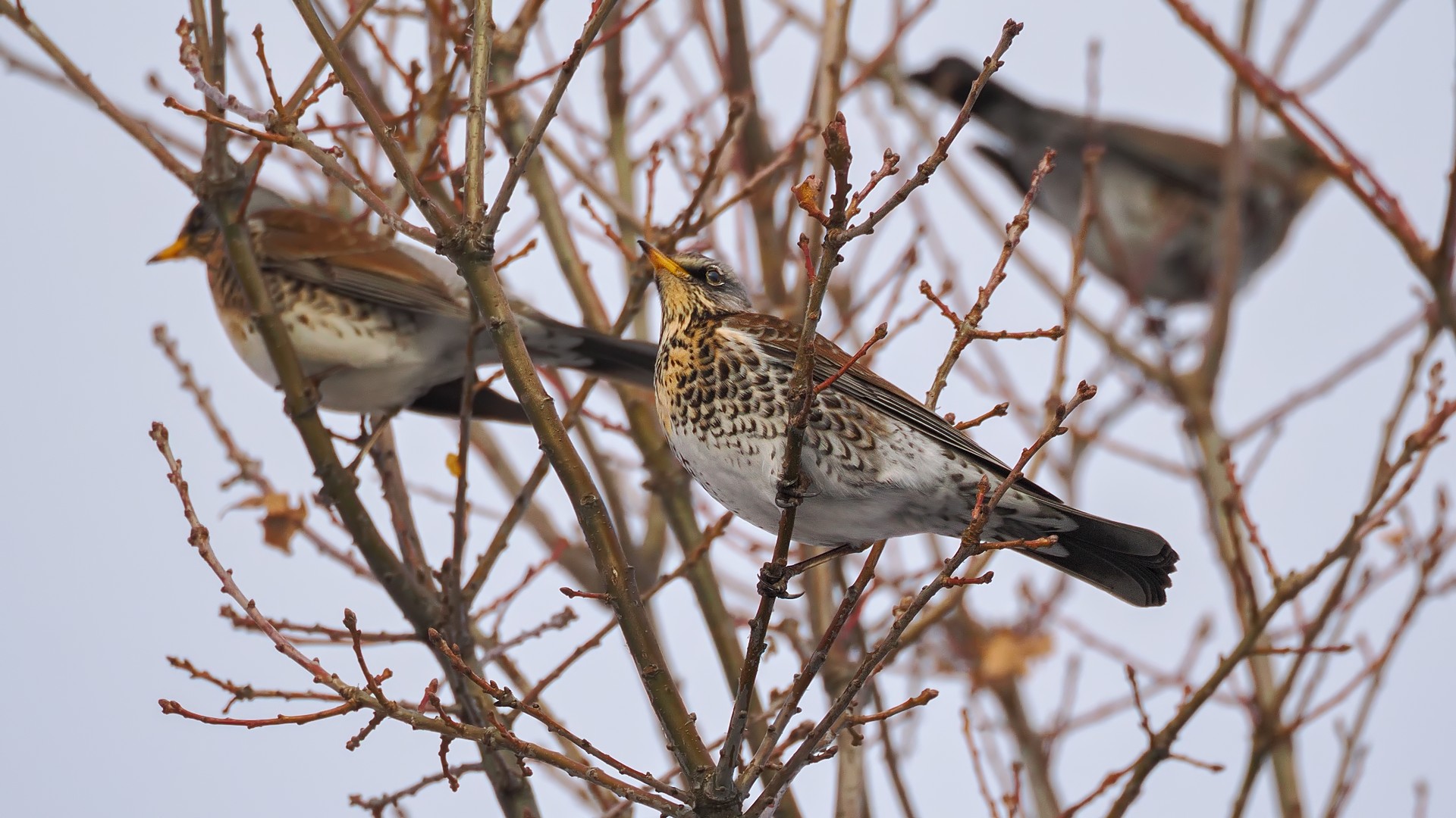 Nazwa:  kwiczoły176187jf.jpg
Wyświetleń: 21
Rozmiar:  373,1 KB