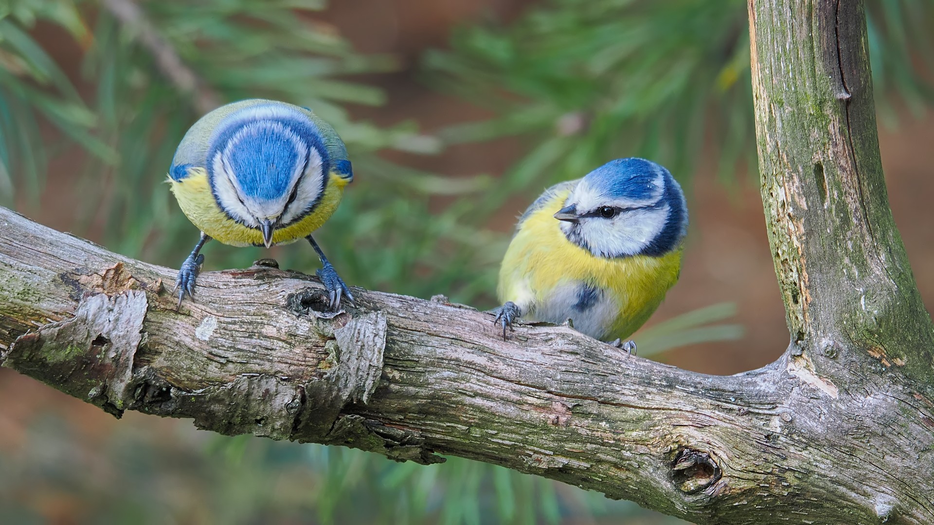 Nazwa:  modraszki135463jf.jpg
Wyświetleń: 5
Rozmiar:  547,8 KB