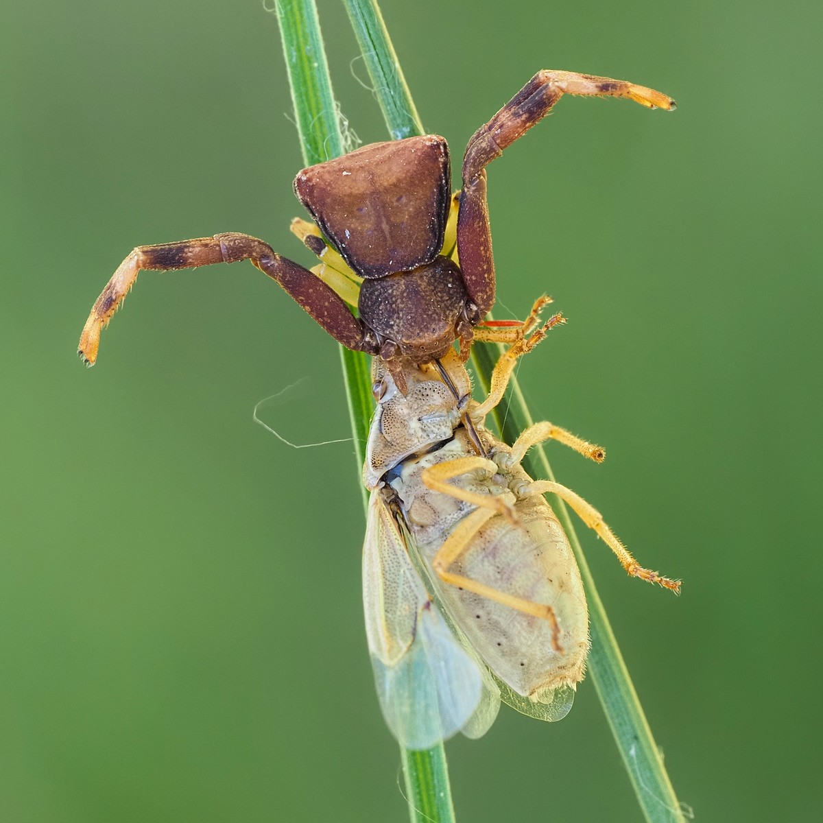 Nazwa:  szpecik tępy166423mf.jpg
Wyświetleń: 33
Rozmiar:  209,9 KB