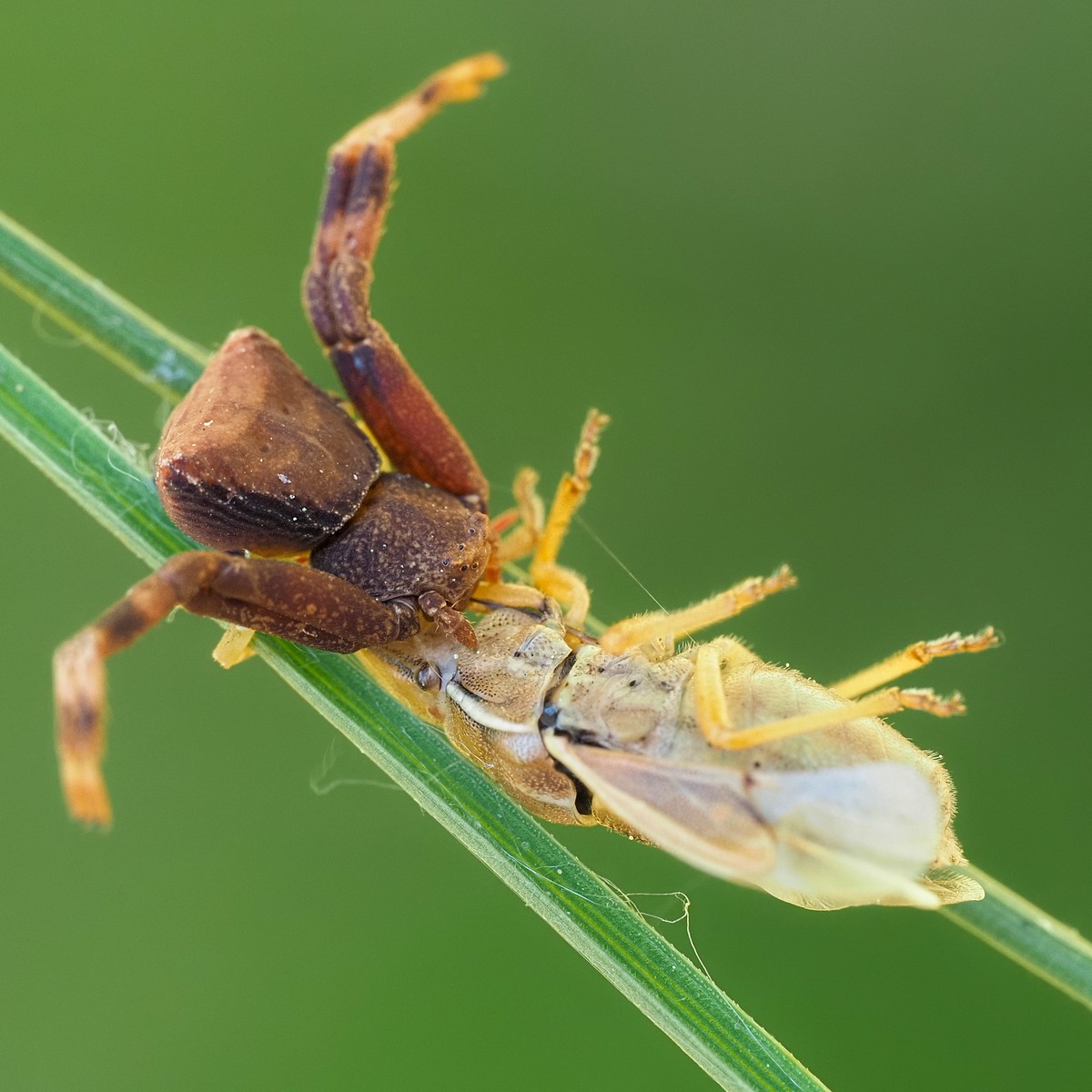Nazwa:  szpecik tępy166543mf.jpg
Wyświetleń: 33
Rozmiar:  204,3 KB