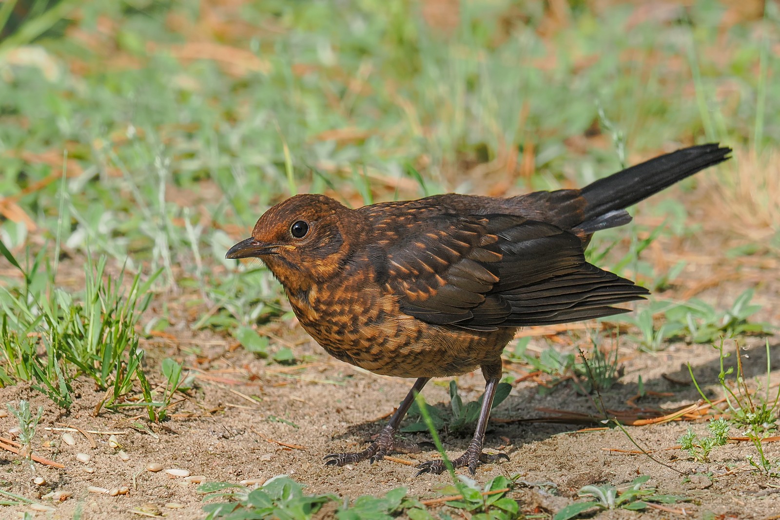 Nazwa:  kos271043jf.jpg
Wyświetleń: 7
Rozmiar:  453,7 KB