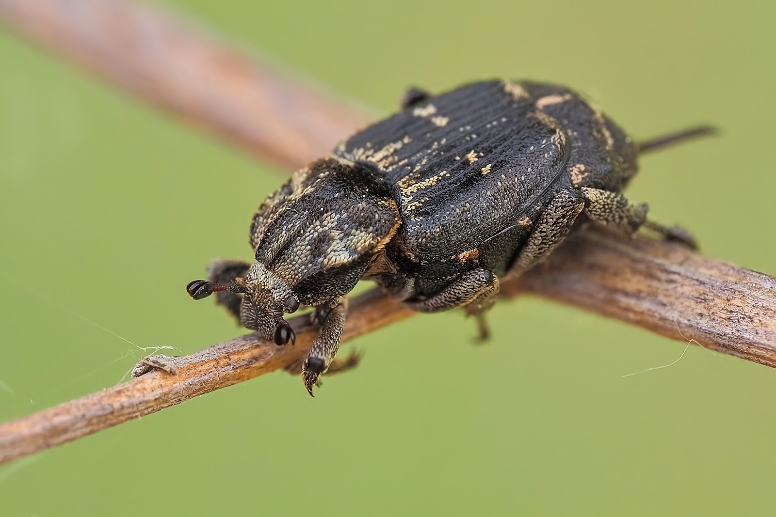 Nazwa:  krzywonóg półskrzydlak167924mf.jpg
Wyświetleń: 25
Rozmiar:  225,7 KB