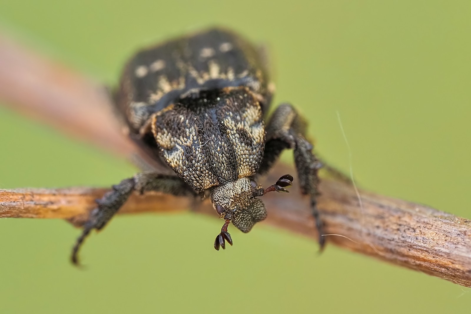 Nazwa:  krzywonóg półskrzydlak167947jf.jpg
Wyświetleń: 25
Rozmiar:  180,8 KB