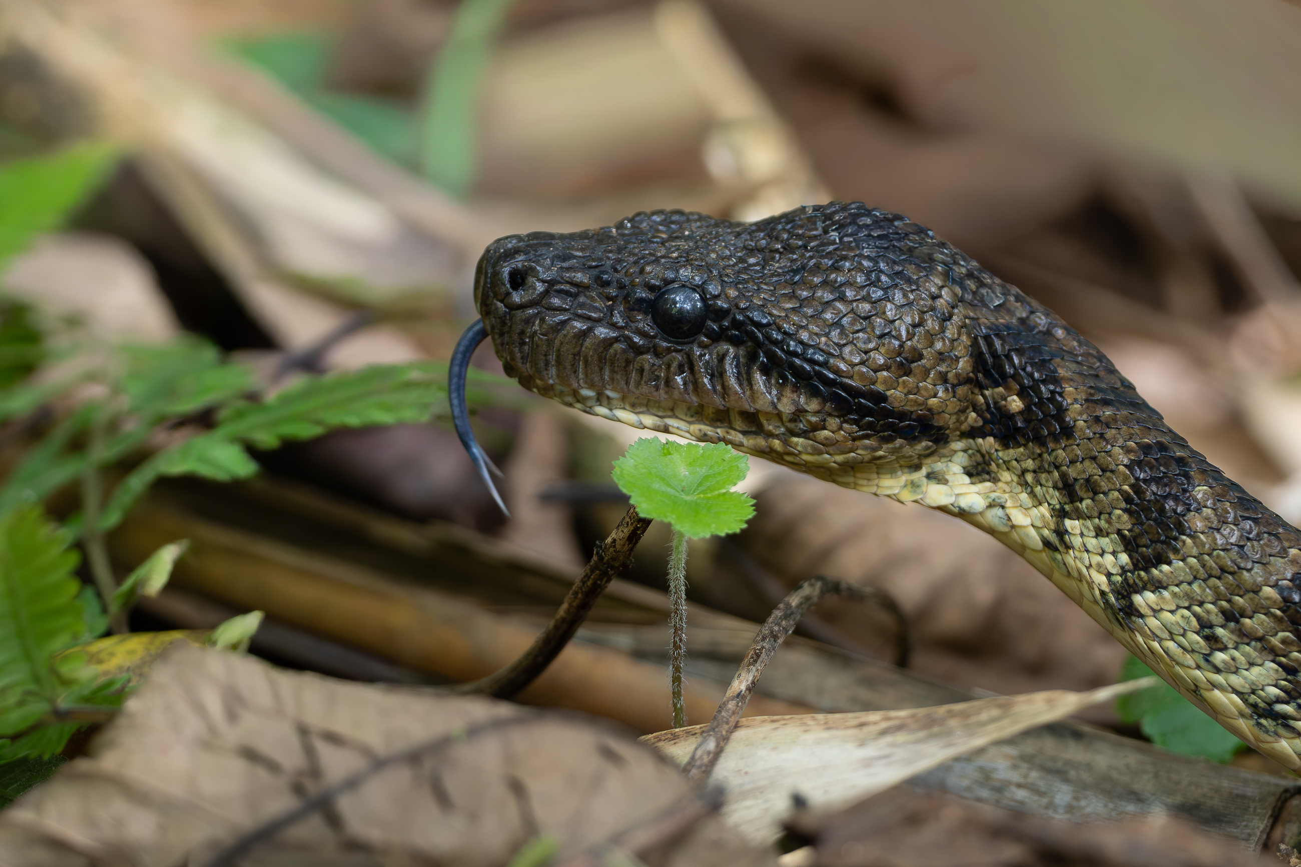 Nazwa:  PB121465.jpg
Wyświetleń: 42
Rozmiar:  2,00 MB