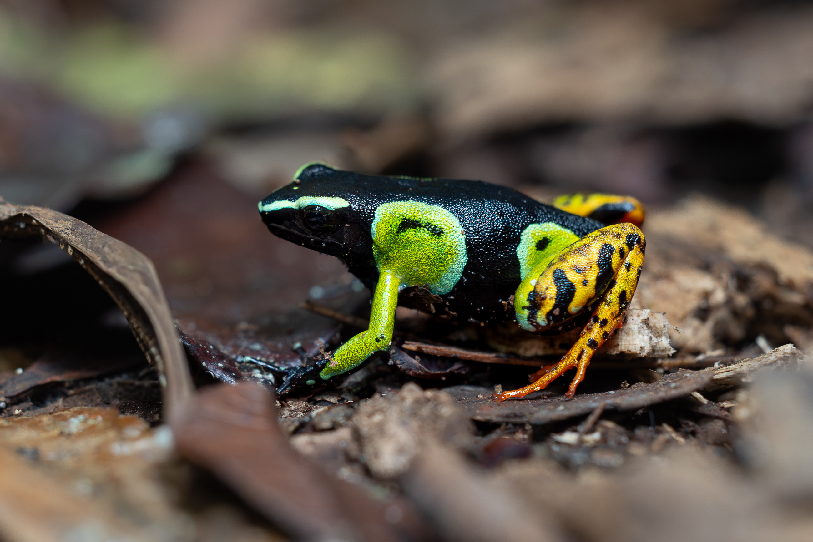 Nazwa:  PB100991-2.jpg
Wyświetleń: 41
Rozmiar:  2,08 MB