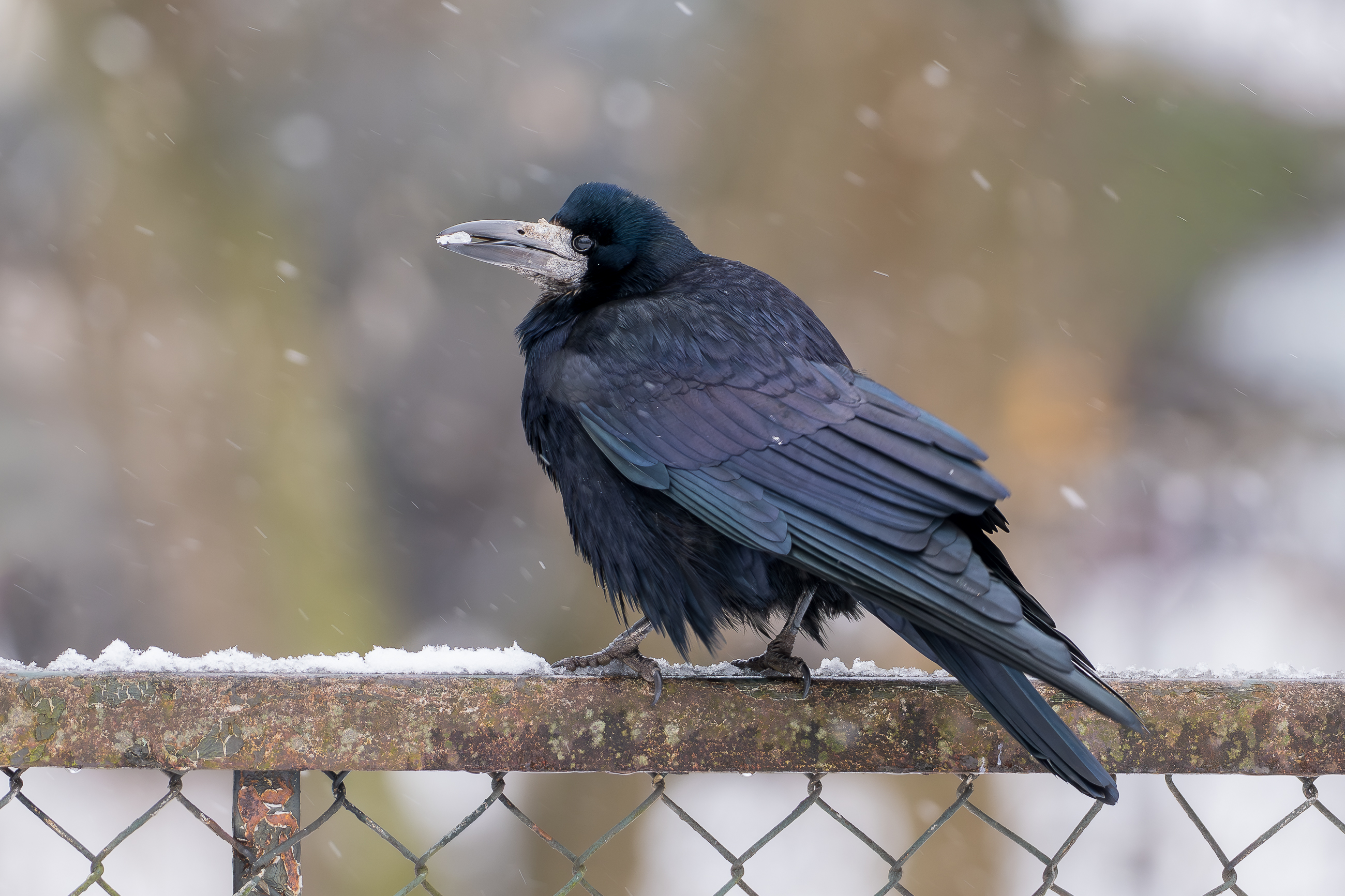 Nazwa:  P1030054.jpg
Wyświetleń: 140
Rozmiar:  2,28 MB