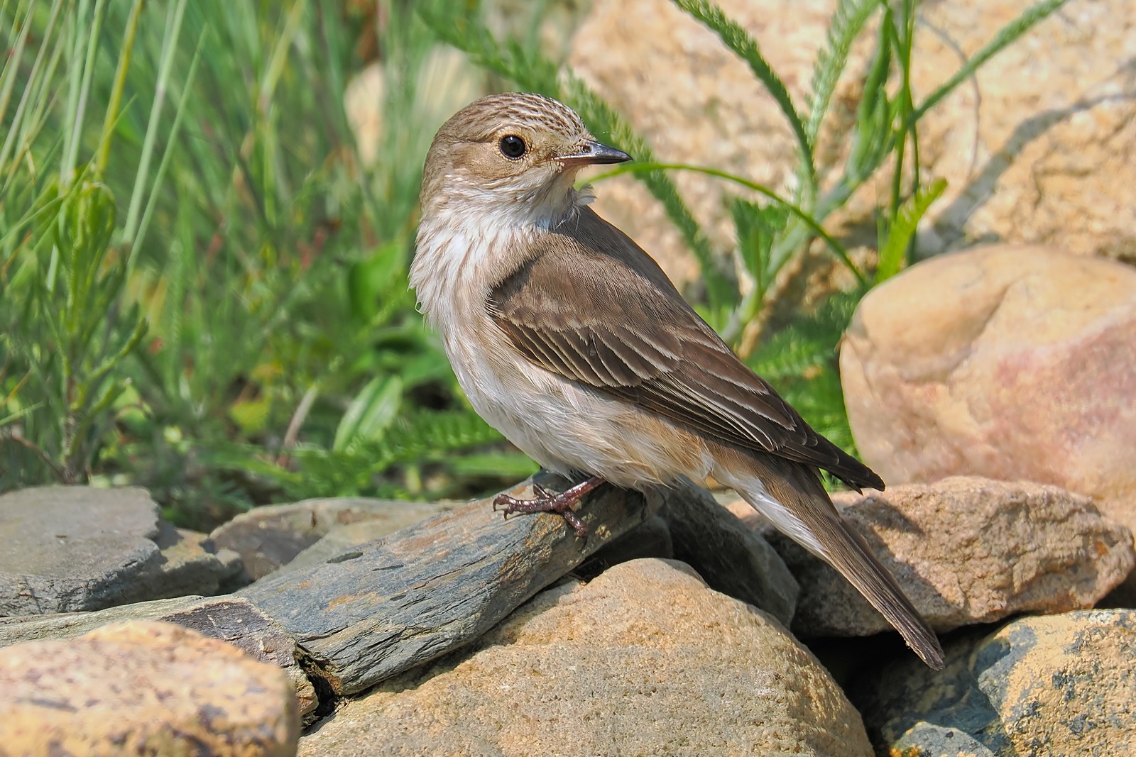 Nazwa:  muchołówka szara240141jf.jpg
Wyświetleń: 119
Rozmiar:  436,1 KB