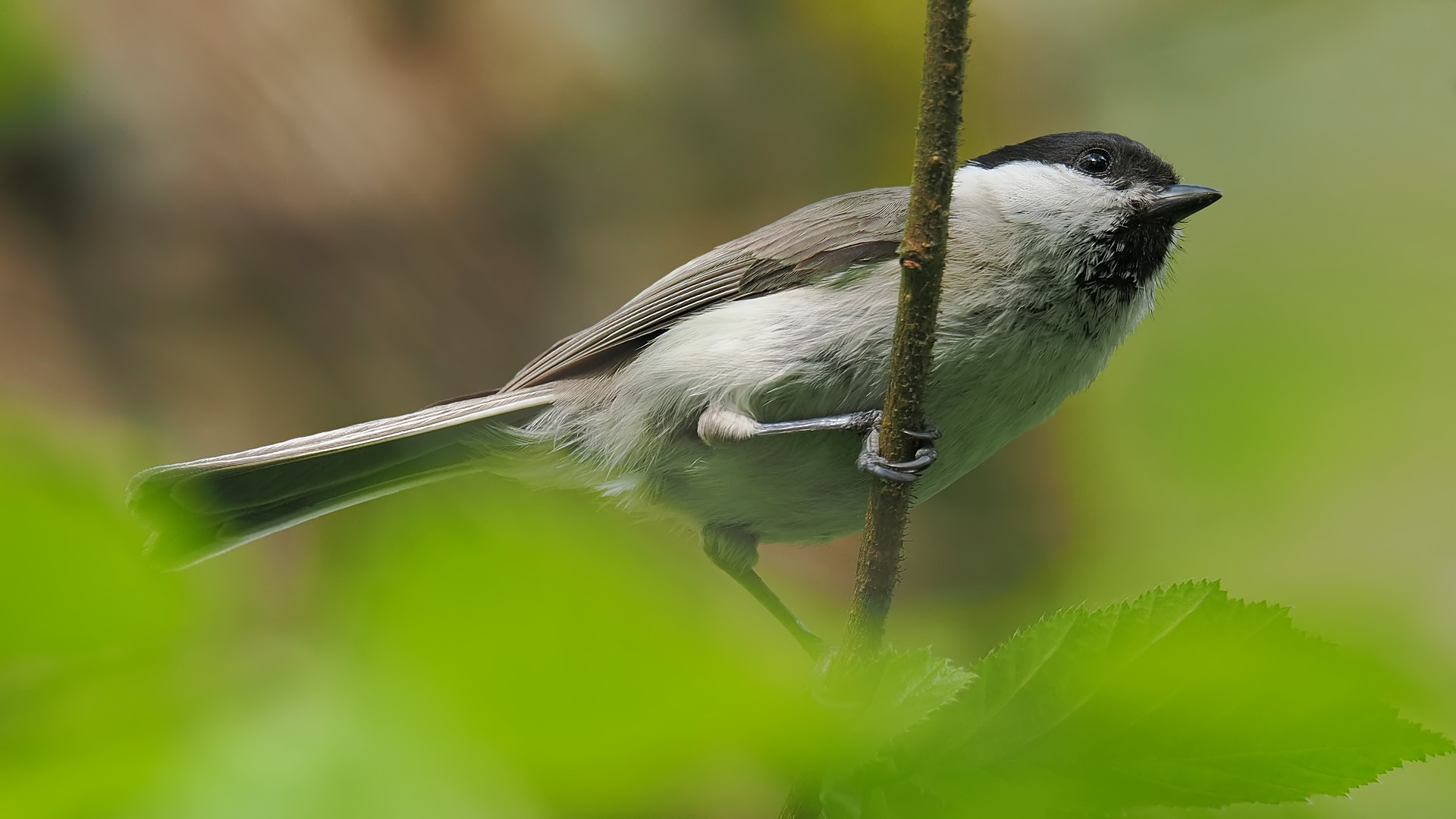 Nazwa:  sikora uboga203120jf.jpg
Wyświetleń: 104
Rozmiar:  208,4 KB