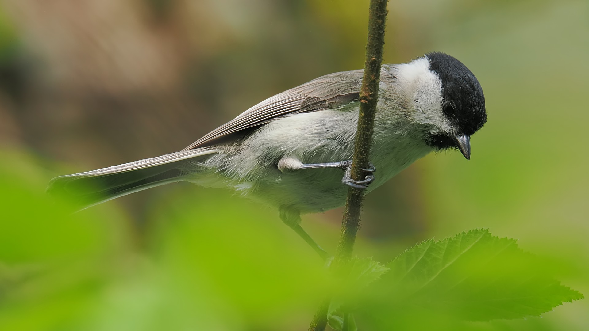 Nazwa:  sikora uboga203137jf.jpg
Wyświetleń: 104
Rozmiar:  201,1 KB