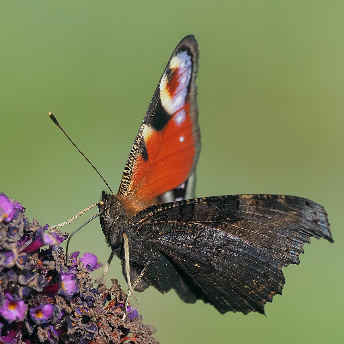 Nazwa:  rusałka pawik126968mf.jpg
Wyświetleń: 68
Rozmiar:  249,3 KB