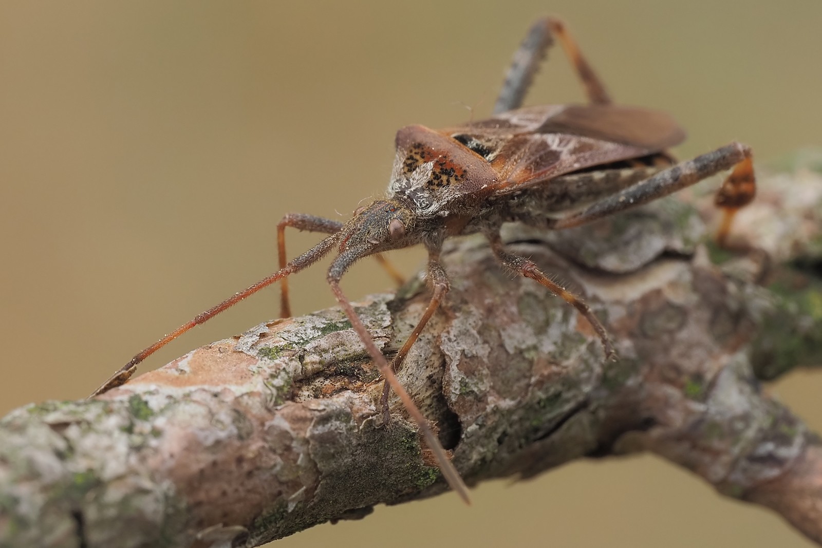 Nazwa:  wtyk amerykański152495mf.jpg
Wyświetleń: 64
Rozmiar:  224,7 KB