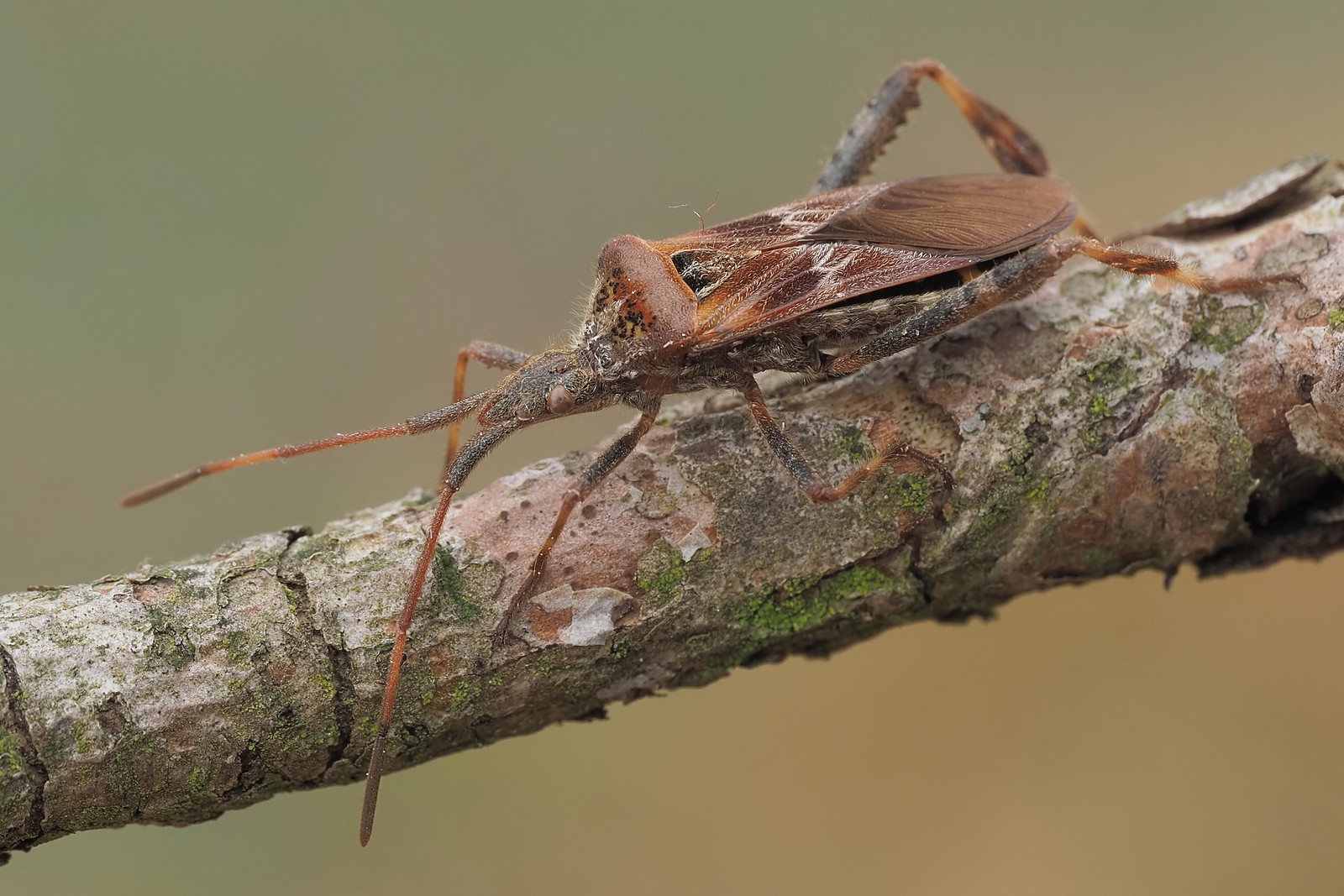 Nazwa:  wtyk amerykański152573mf.jpg
Wyświetleń: 64
Rozmiar:  322,2 KB