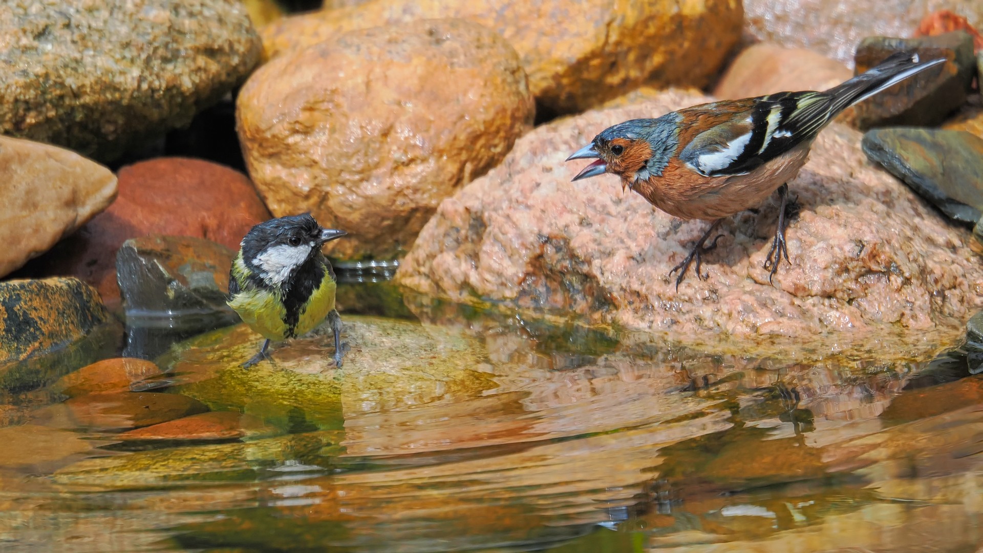 Nazwa:  bogatka z ziębą224432jf.jpg
Wyświetleń: 80
Rozmiar:  465,4 KB