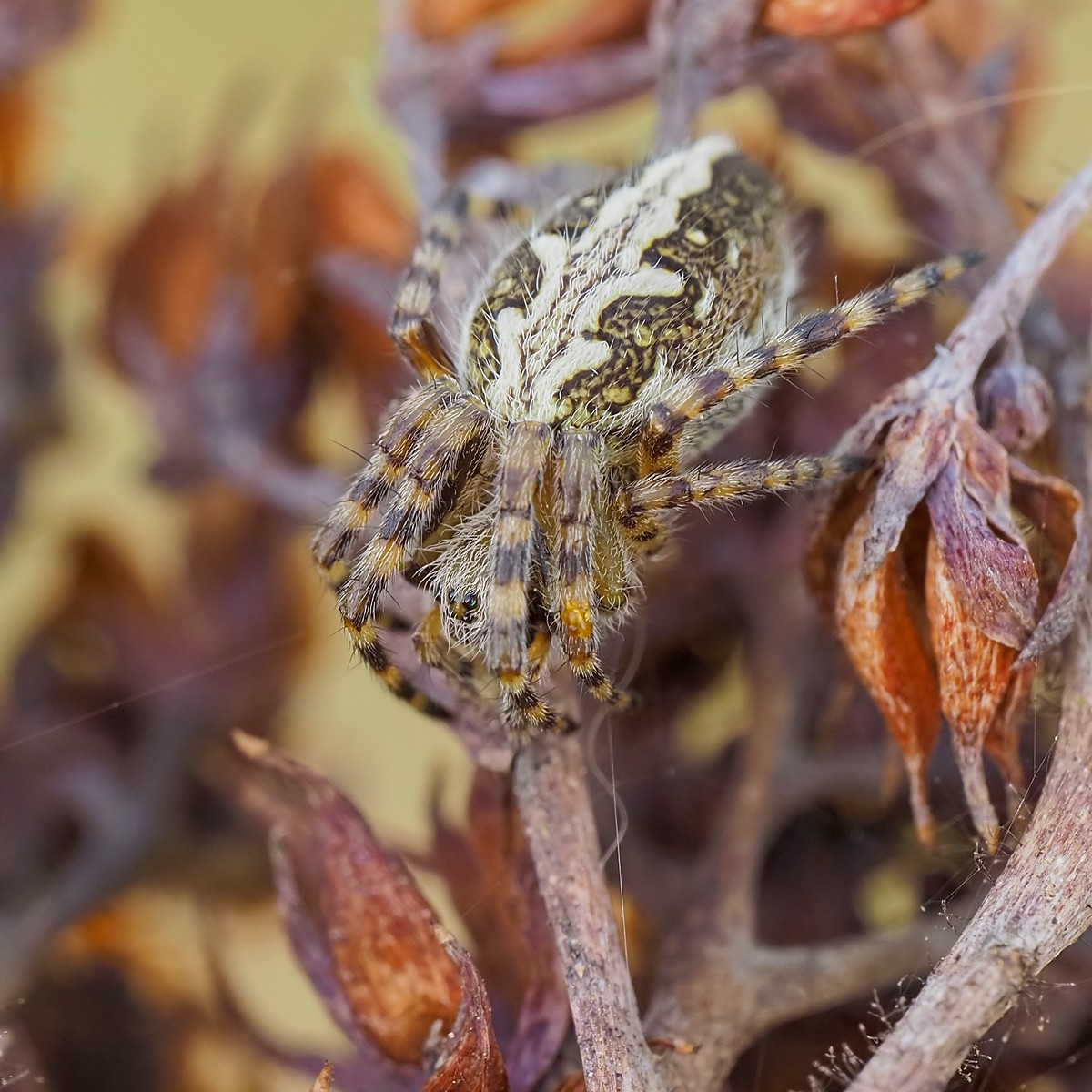 Nazwa:  kołyśnik wielobarwny155321mf.jpg
Wyświetleń: 59
Rozmiar:  275,7 KB