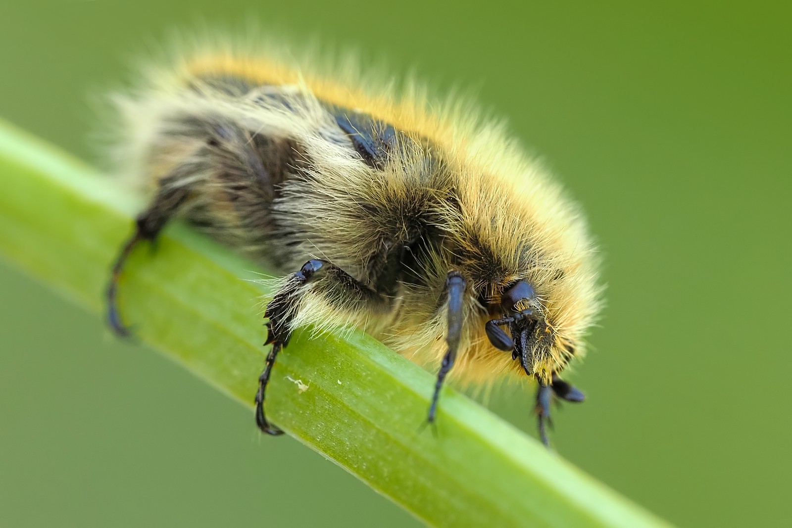 Nazwa:  kosmatek pospolity155163mf.jpg
Wyświetleń: 44
Rozmiar:  227,8 KB