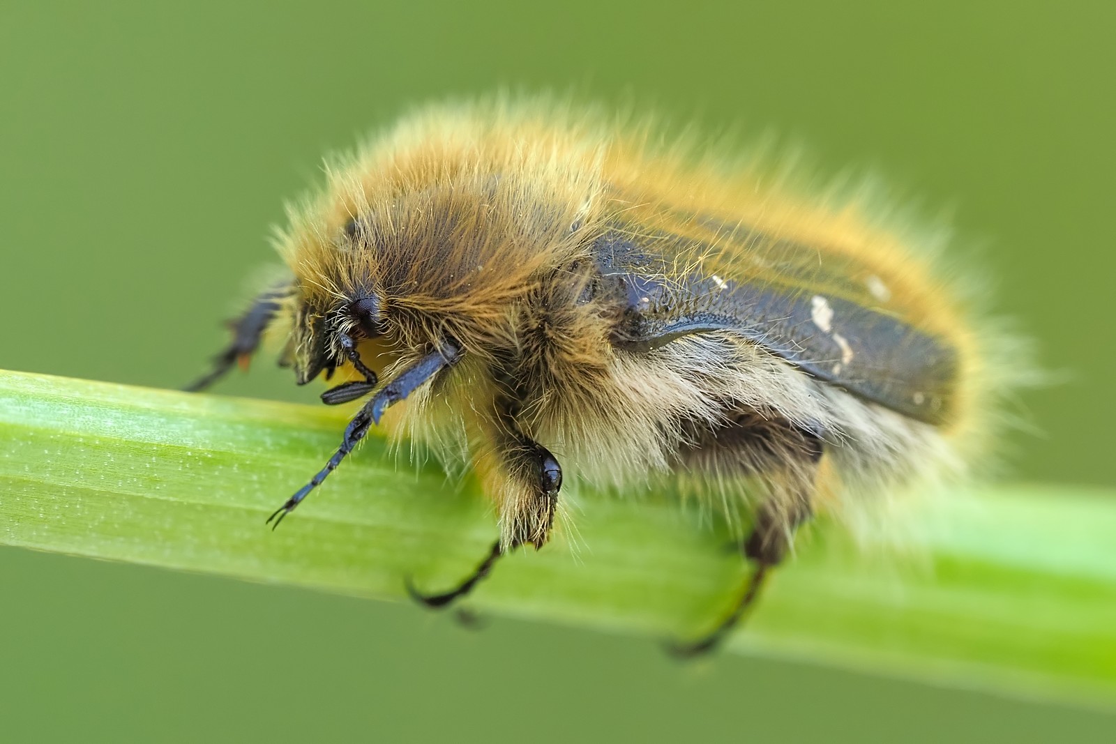 Nazwa:  kosmatek pospolity155179mf.jpg
Wyświetleń: 44
Rozmiar:  240,4 KB