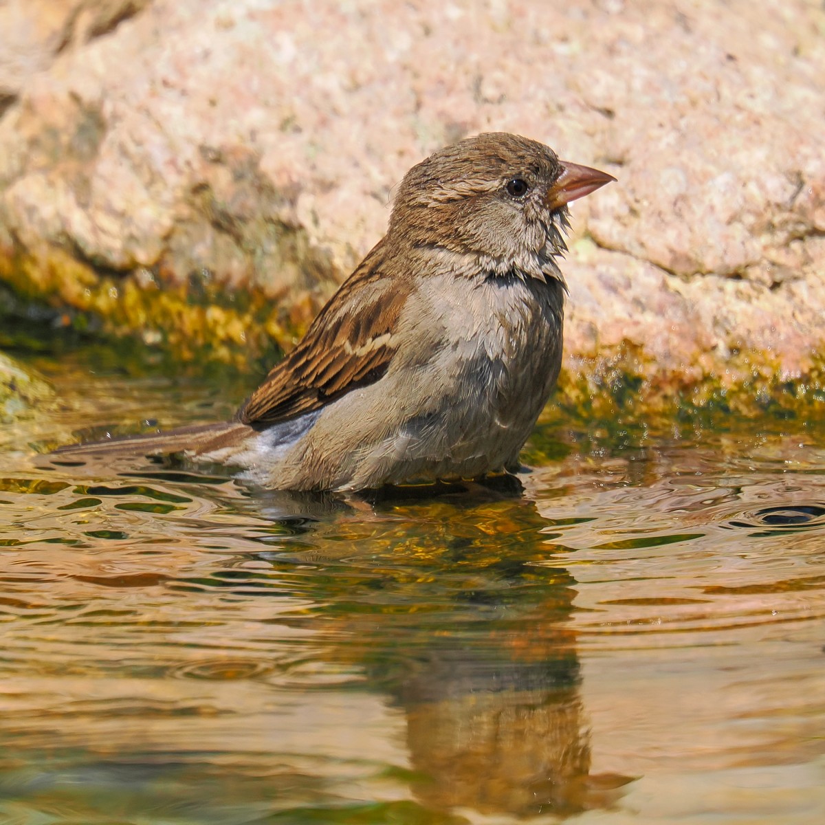 Nazwa:  wróbel263158j.jpg
Wyświetleń: 72
Rozmiar:  317,1 KB