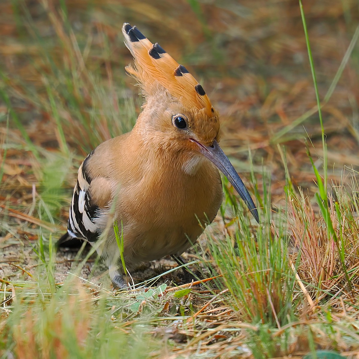 Nazwa:  dudek272767jf.jpg
Wyświetleń: 49
Rozmiar:  371,1 KB