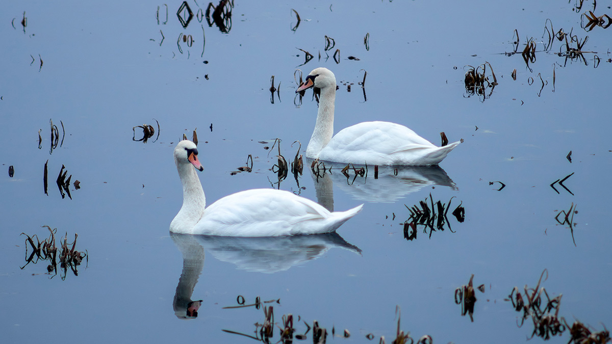 Nazwa:  PB301669-Enhanced-NR.jpg
Wyświetleń: 64
Rozmiar:  175,8 KB