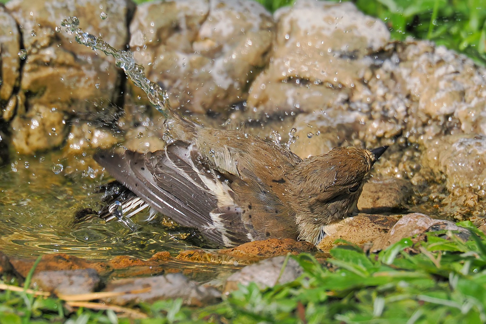 Nazwa:  muchołówka żałobna330248jf.jpg
Wyświetleń: 106
Rozmiar:  469,9 KB