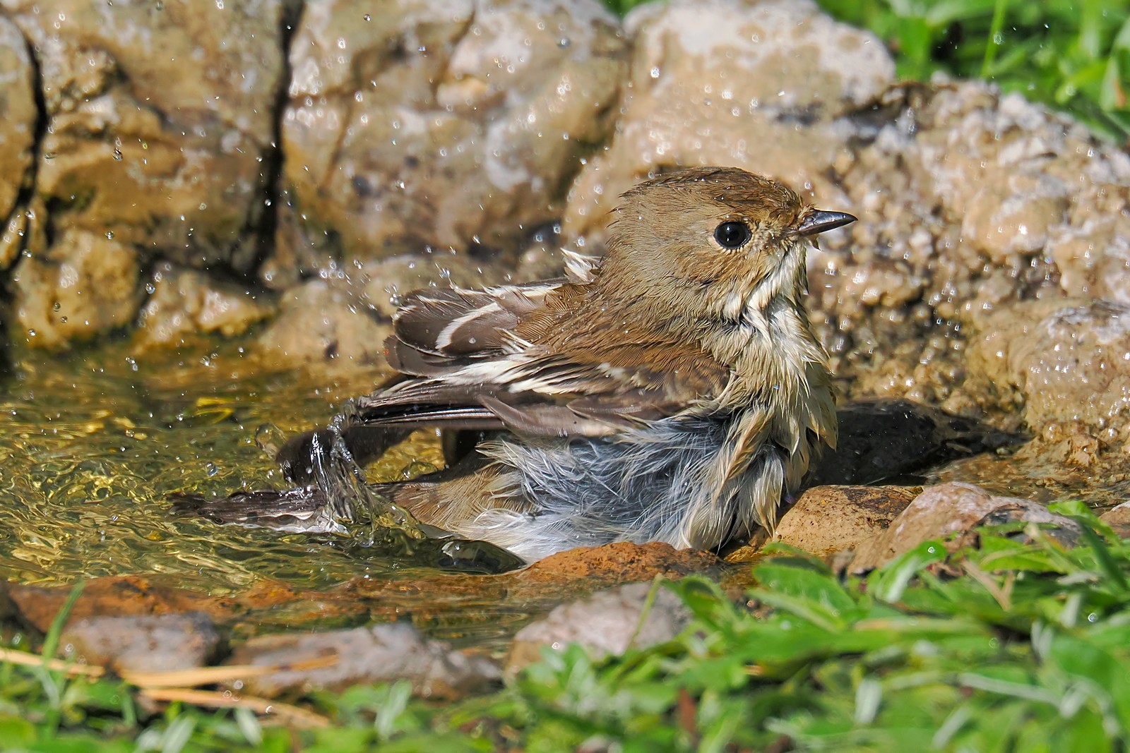 Nazwa:  muchołówka żałobna330271jf.jpg
Wyświetleń: 105
Rozmiar:  454,1 KB