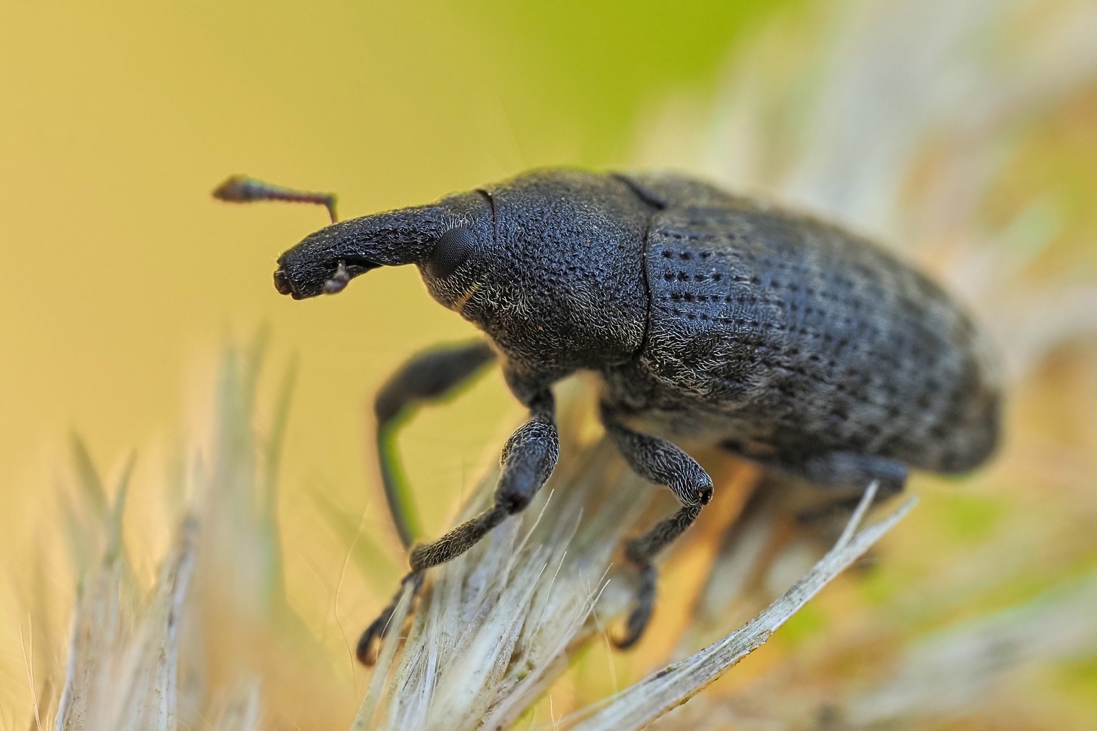 Nazwa:  opylak osetnik161450mf.jpg
Wyświetleń: 21
Rozmiar:  244,5 KB