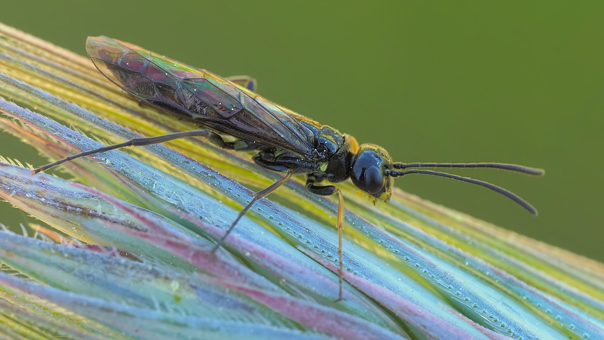 Nazwa:  gąsienicznik171101mf.jpg
Wyświetleń: 4
Rozmiar:  331,9 KB