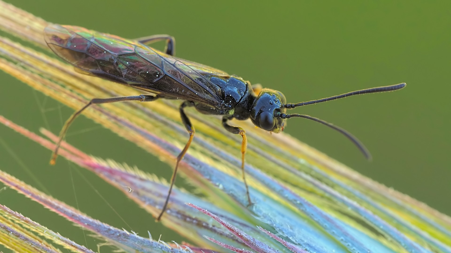 Nazwa:  gąsienicznik171121mf.jpg
Wyświetleń: 4
Rozmiar:  249,4 KB