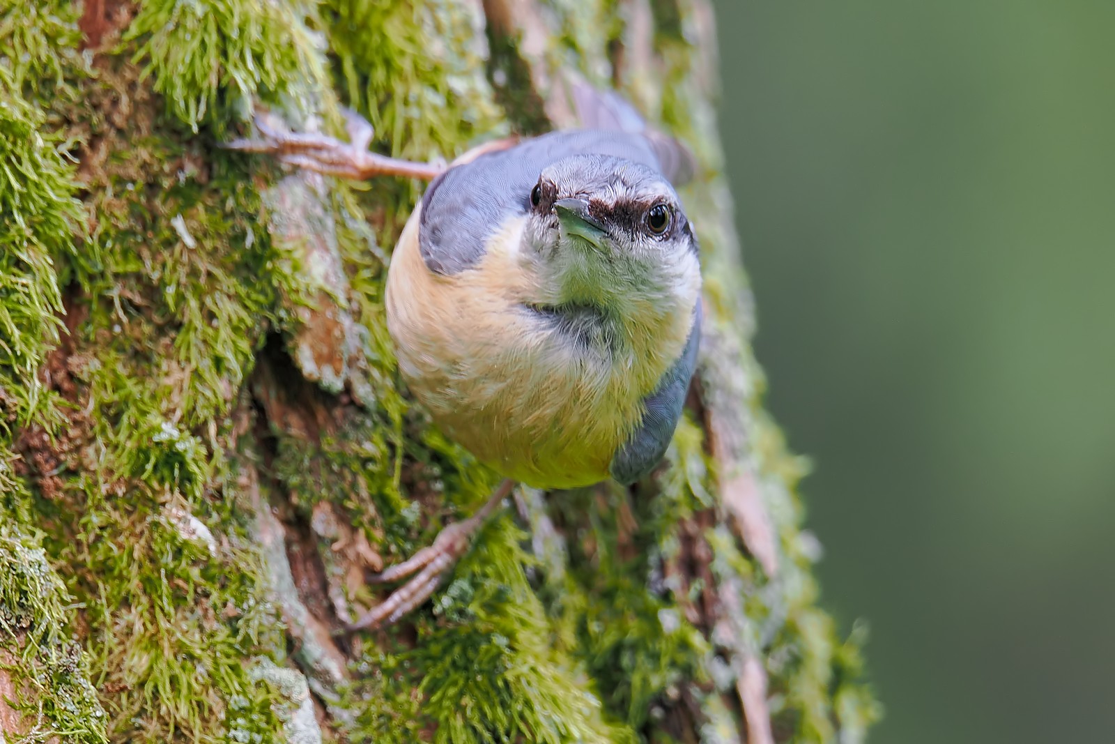 Nazwa:  kowalik201661jf.jpg
Wyświetleń: 124
Rozmiar:  333,7 KB