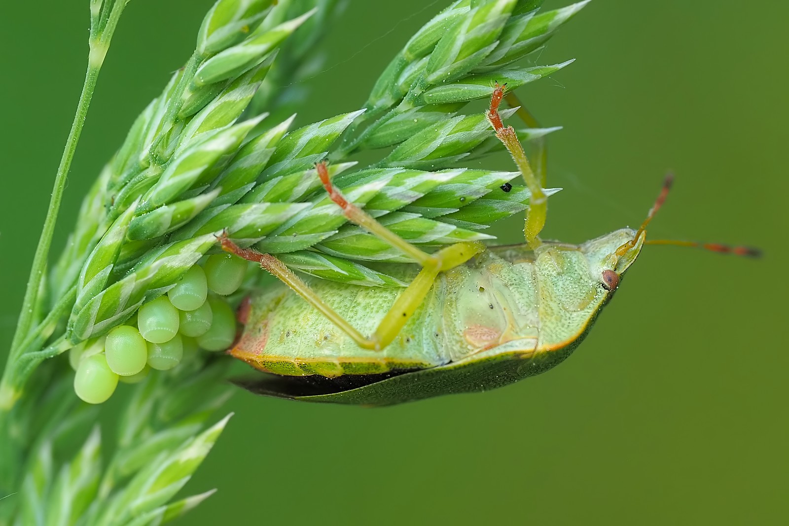 Nazwa:  odorek169784mf.jpg
Wyświetleń: 67
Rozmiar:  253,3 KB